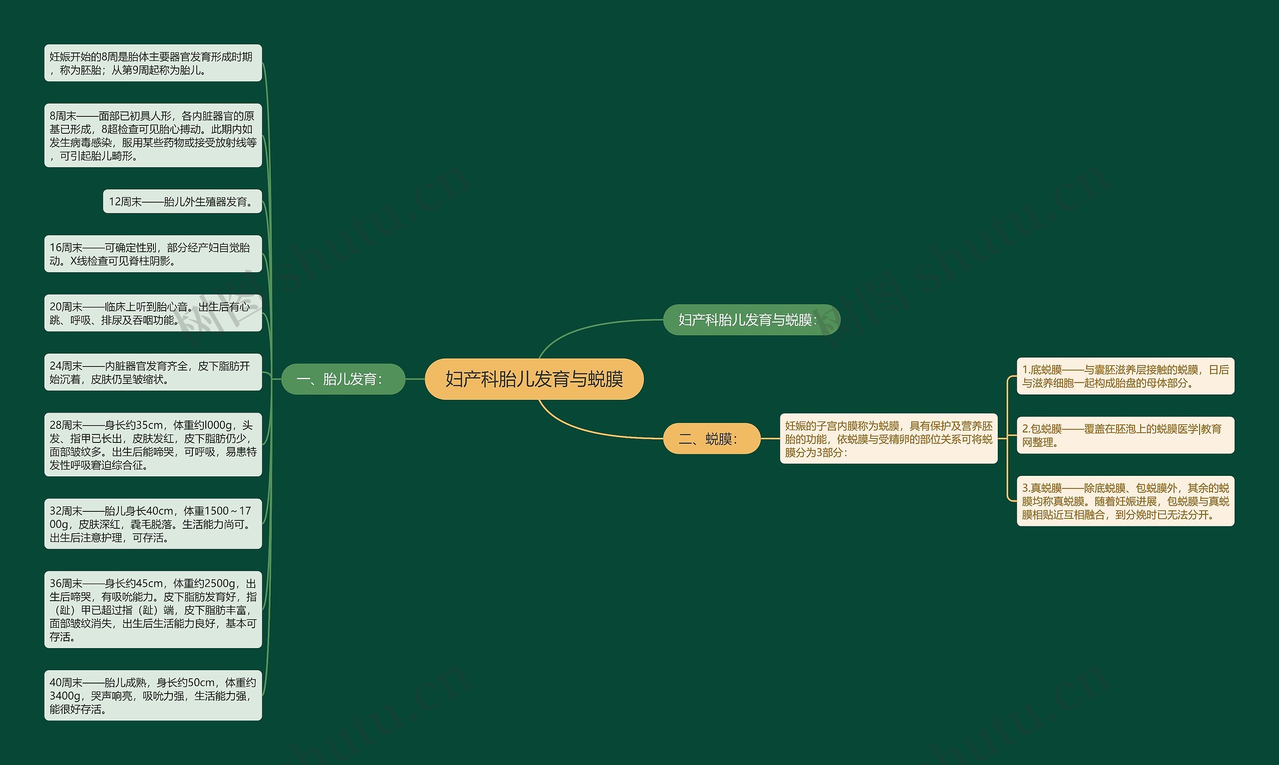 妇产科胎儿发育与蜕膜 妇产科胎儿发育与蜕膜