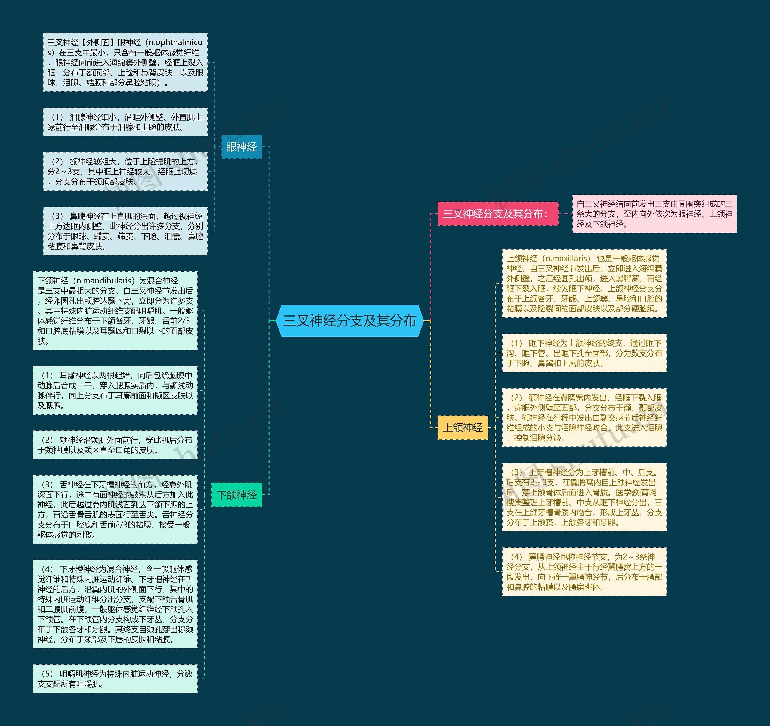 三叉神经分支及其分布思维导图