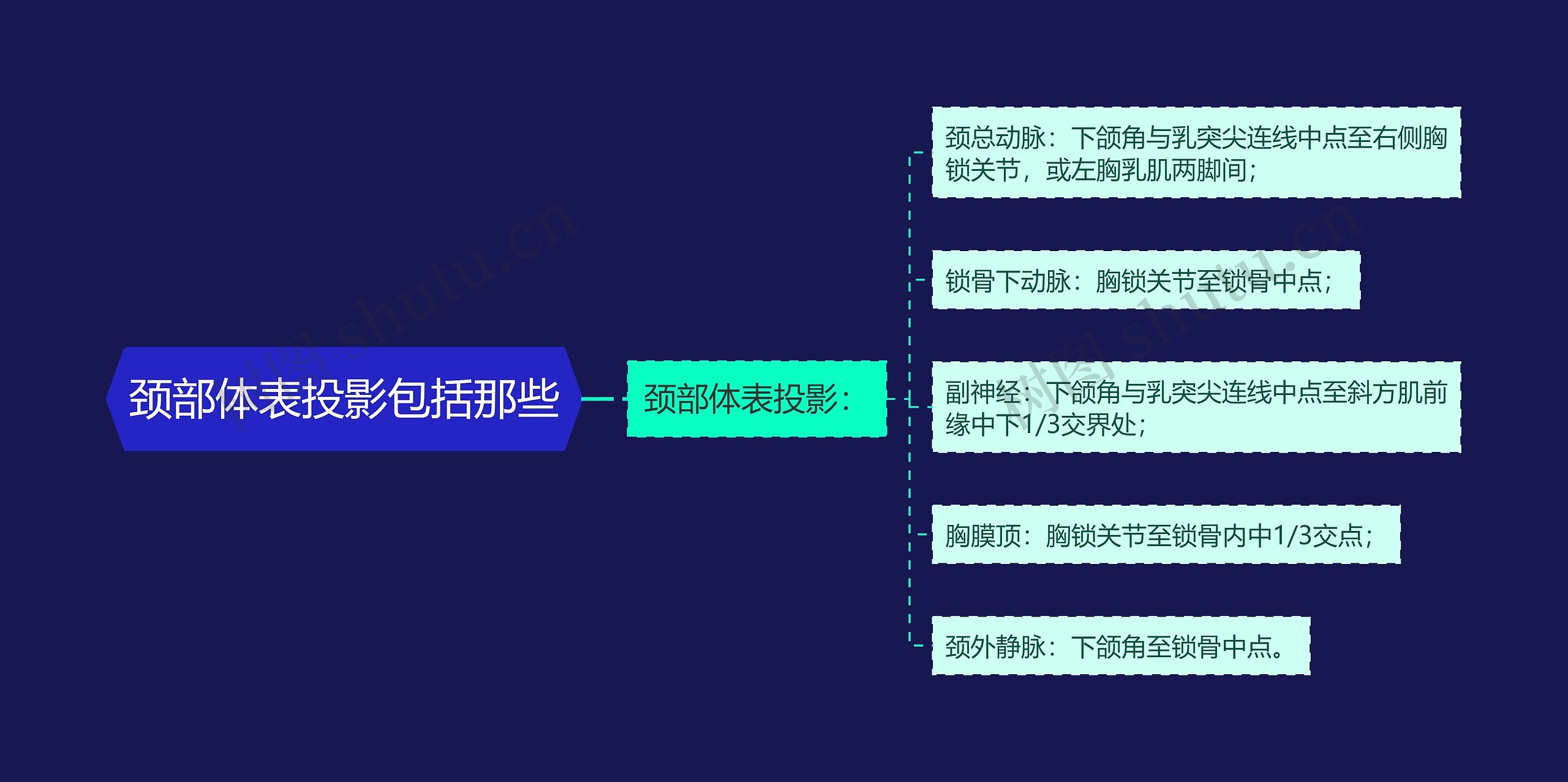 颈部体表投影包括那些