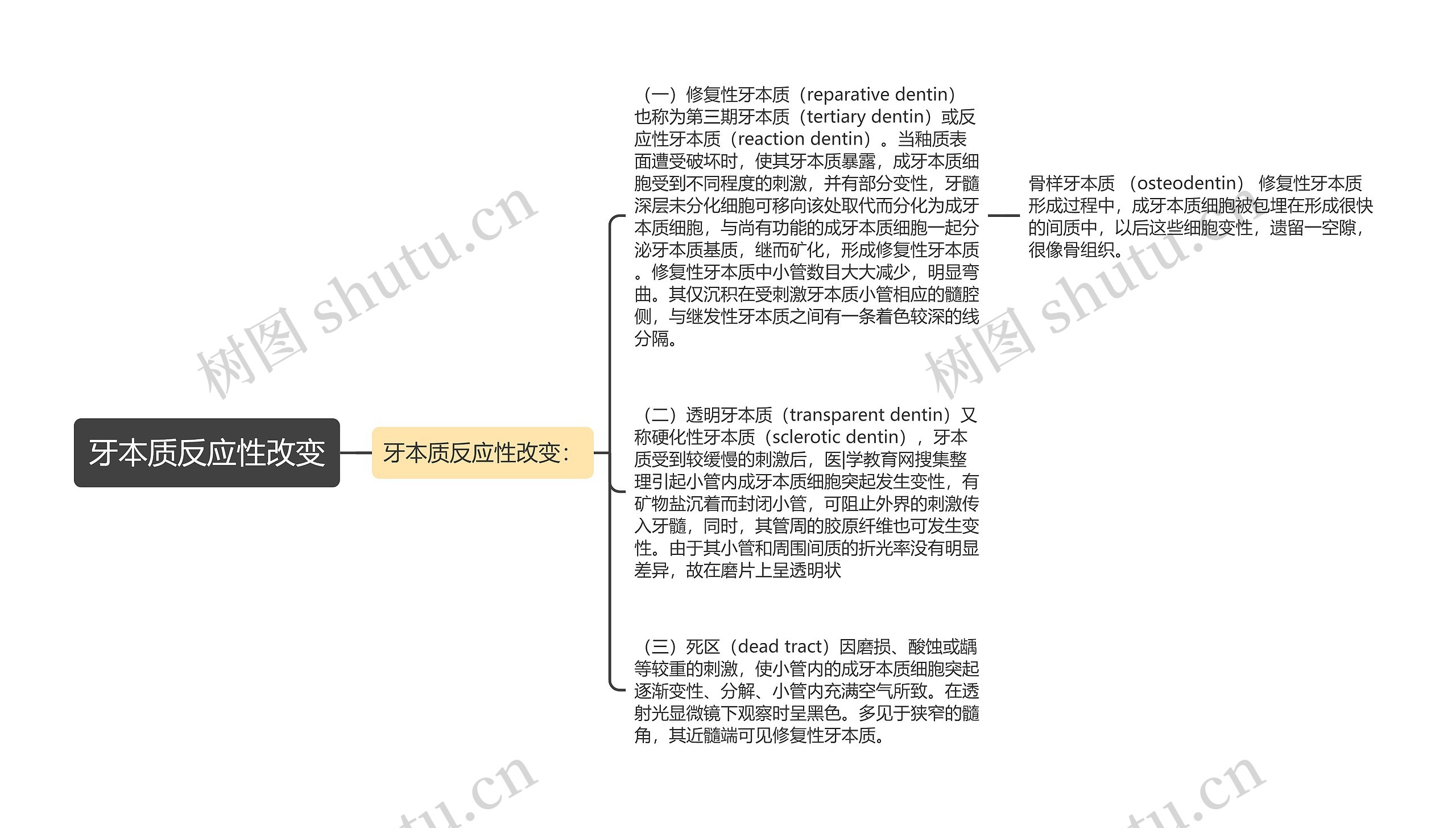 牙本质反应性改变