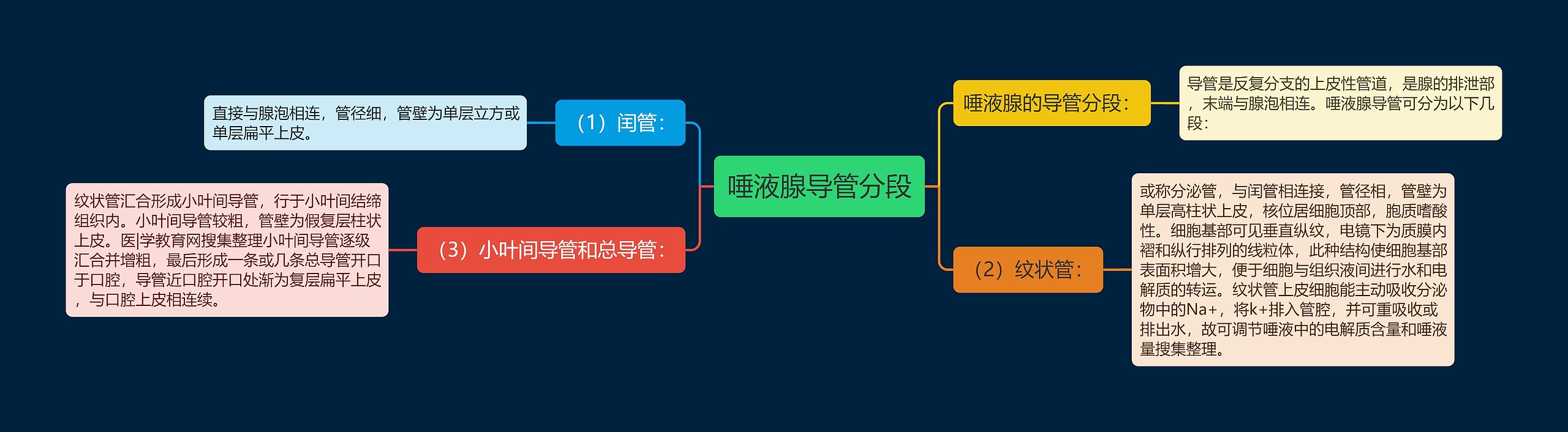 唾液腺导管分段思维导图