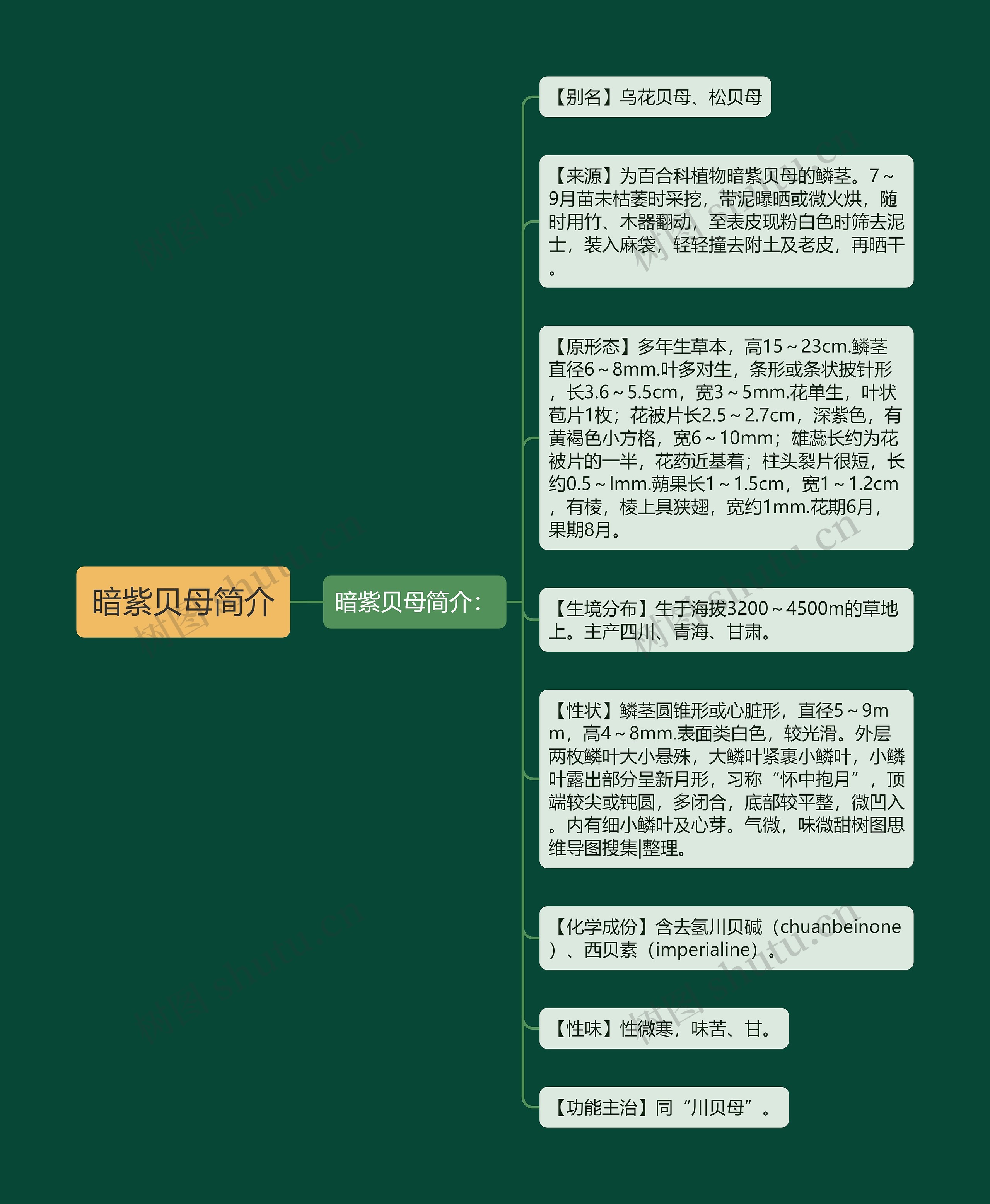 暗紫贝母简介思维导图