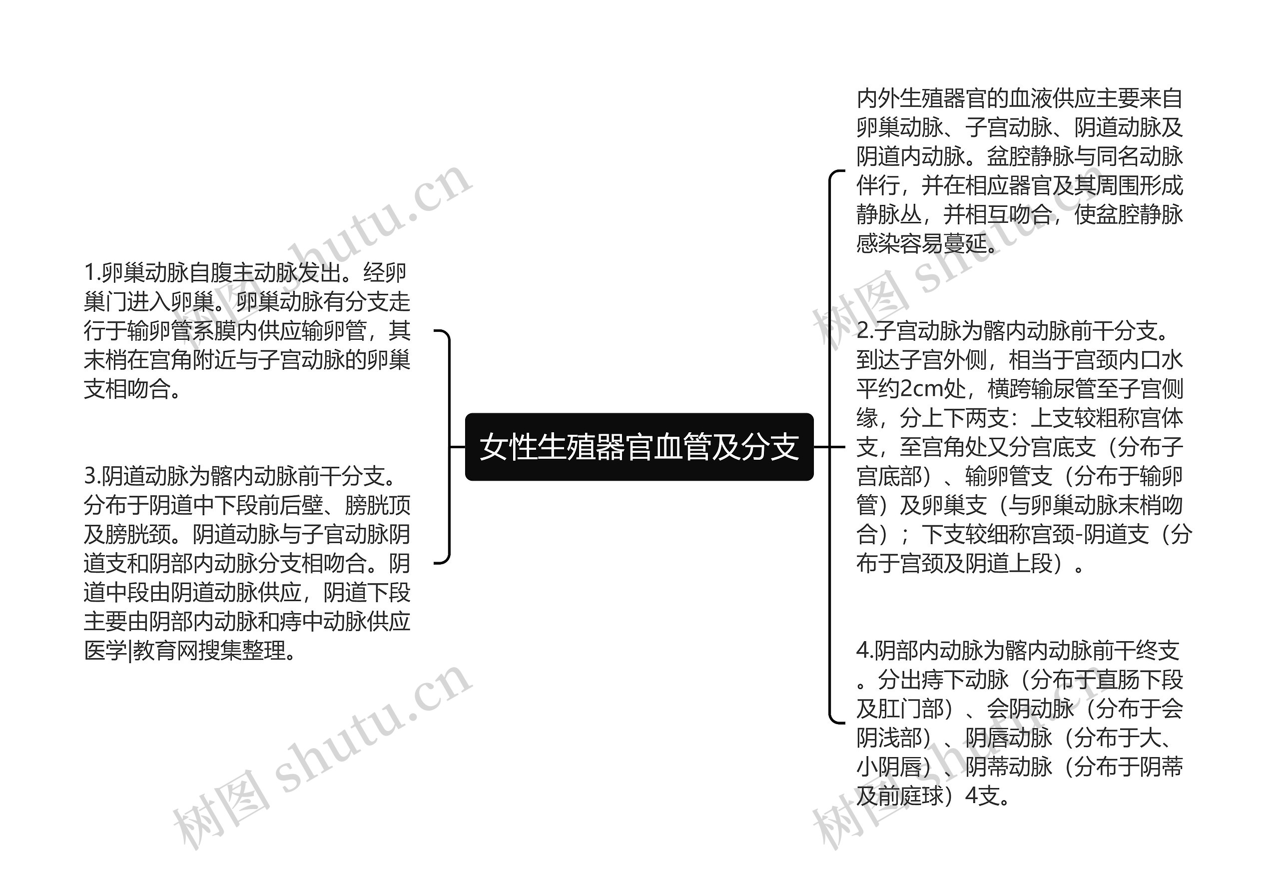 女性生殖器官血管及分支思维导图