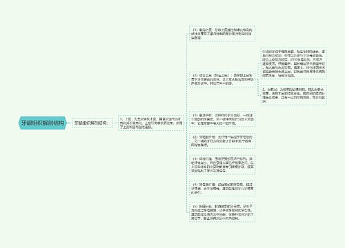 牙龈组织解剖结构