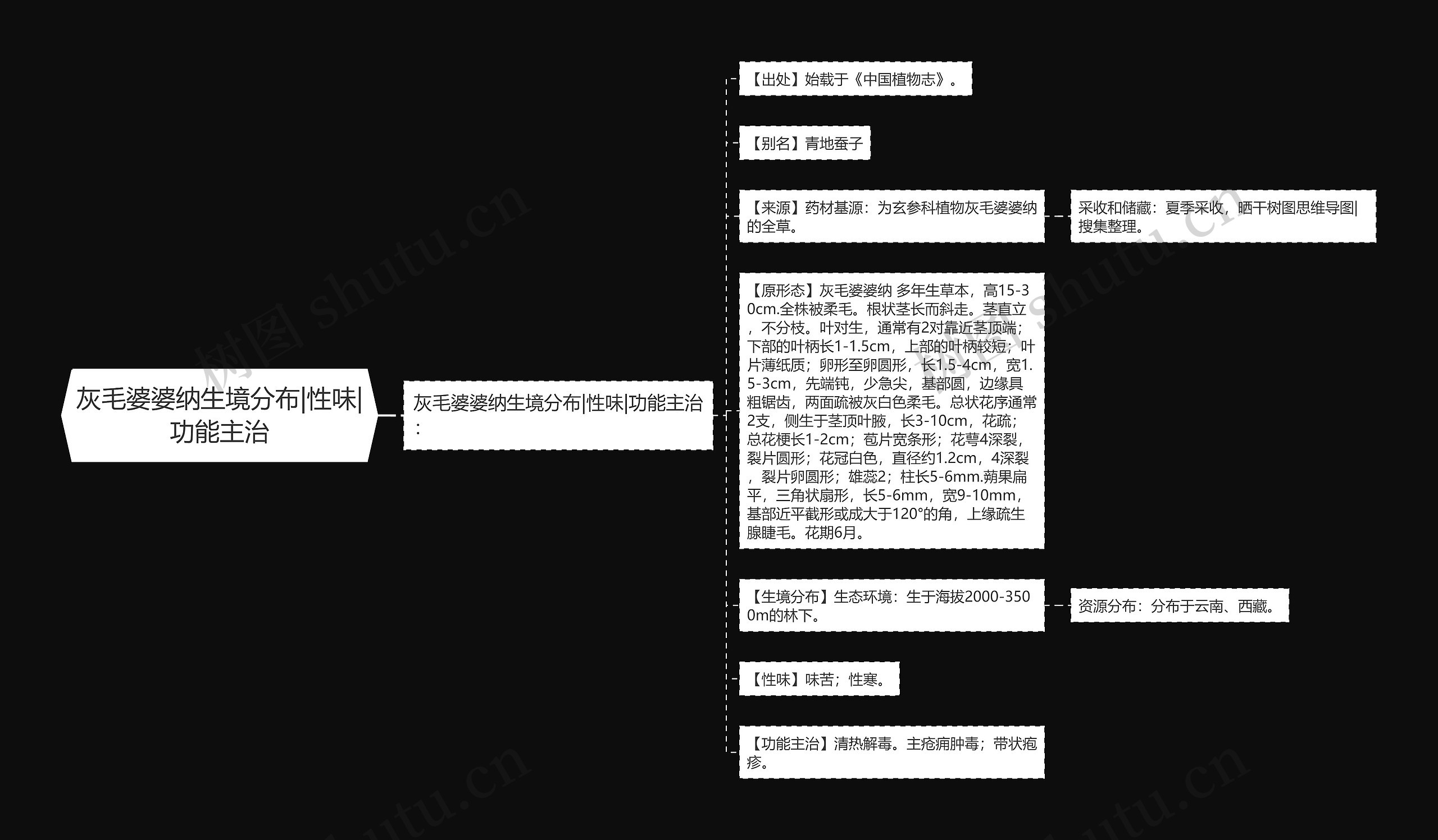 灰毛婆婆纳生境分布|性味|功能主治思维导图