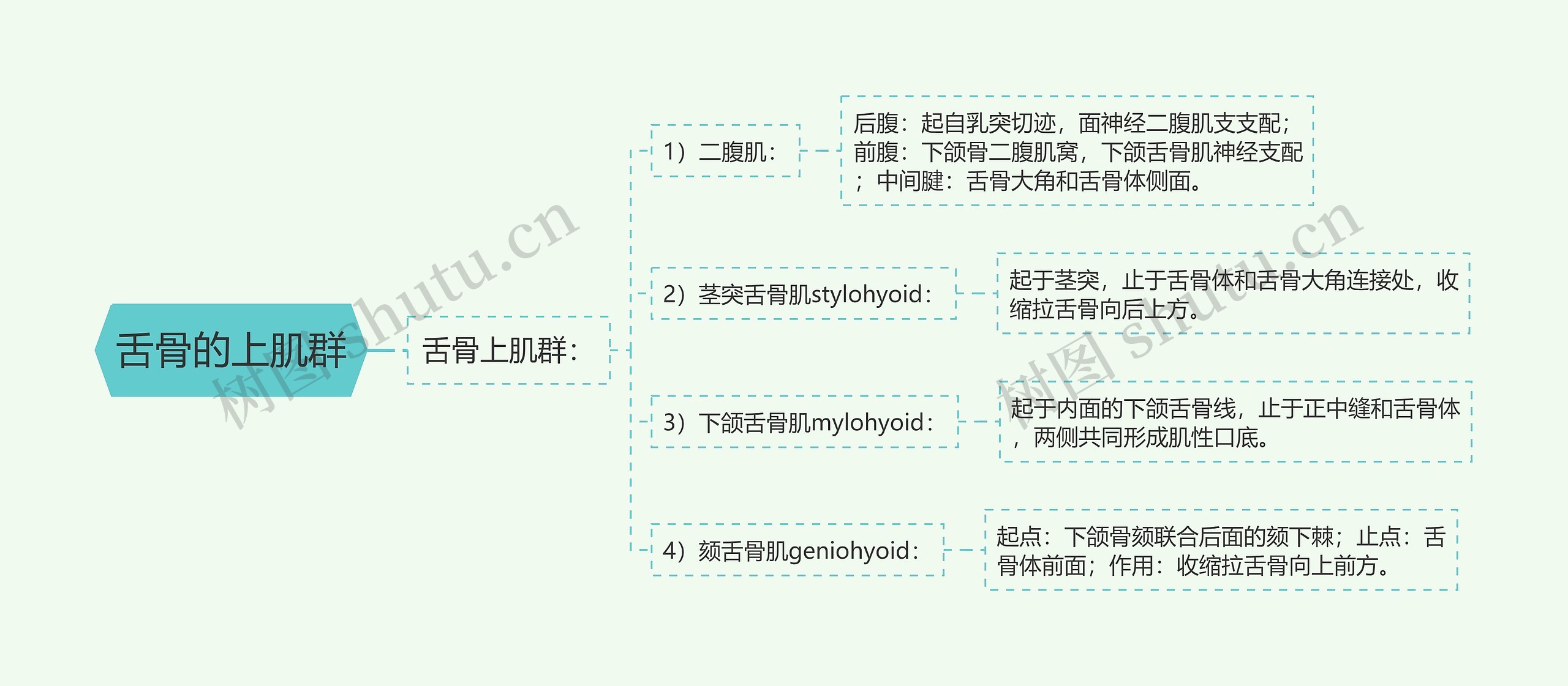 舌骨的上肌群