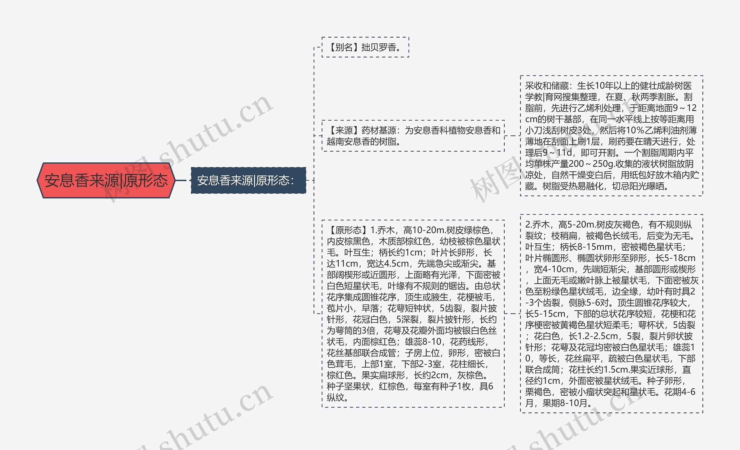 安息香来源|原形态思维导图