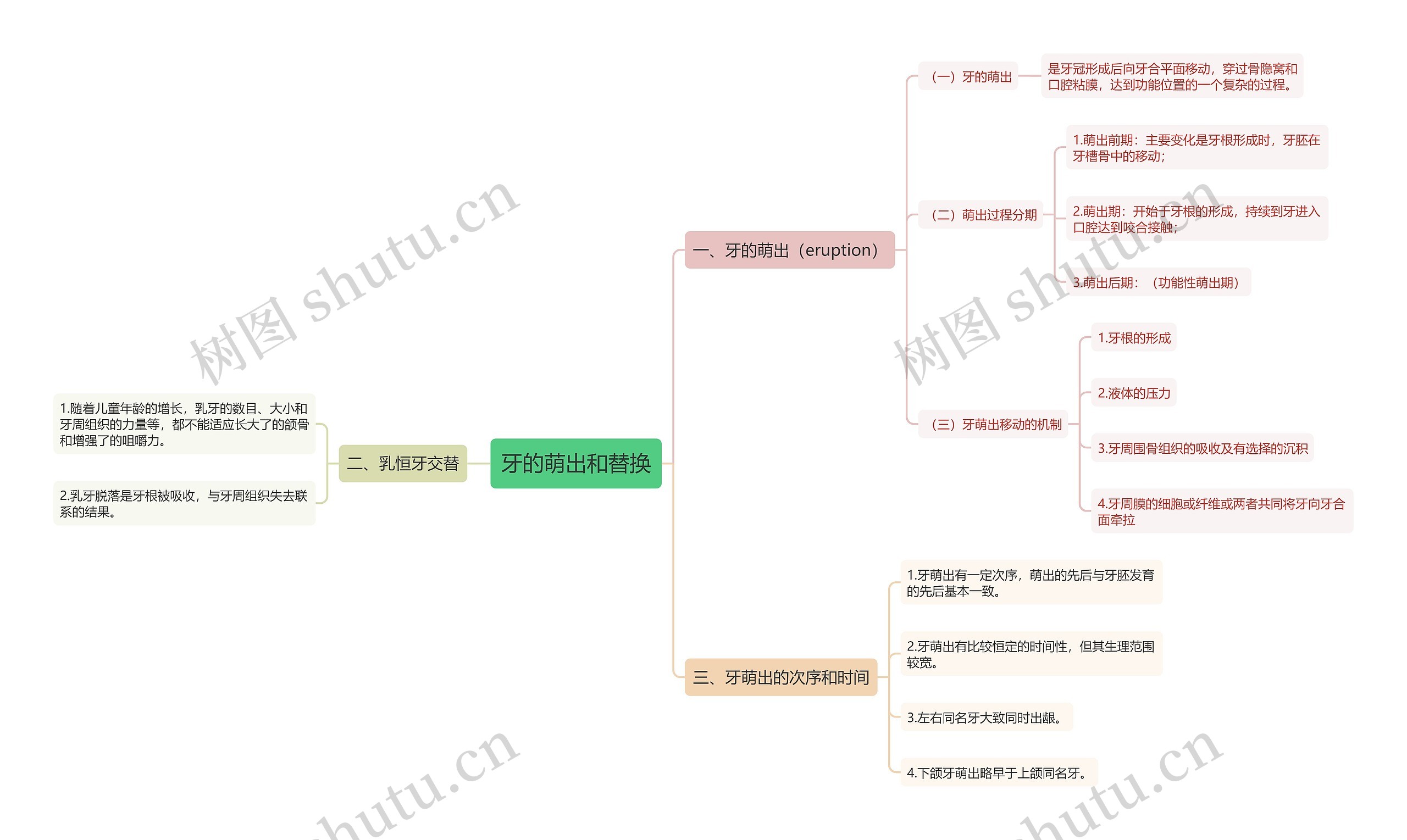 牙的萌出和替换思维导图