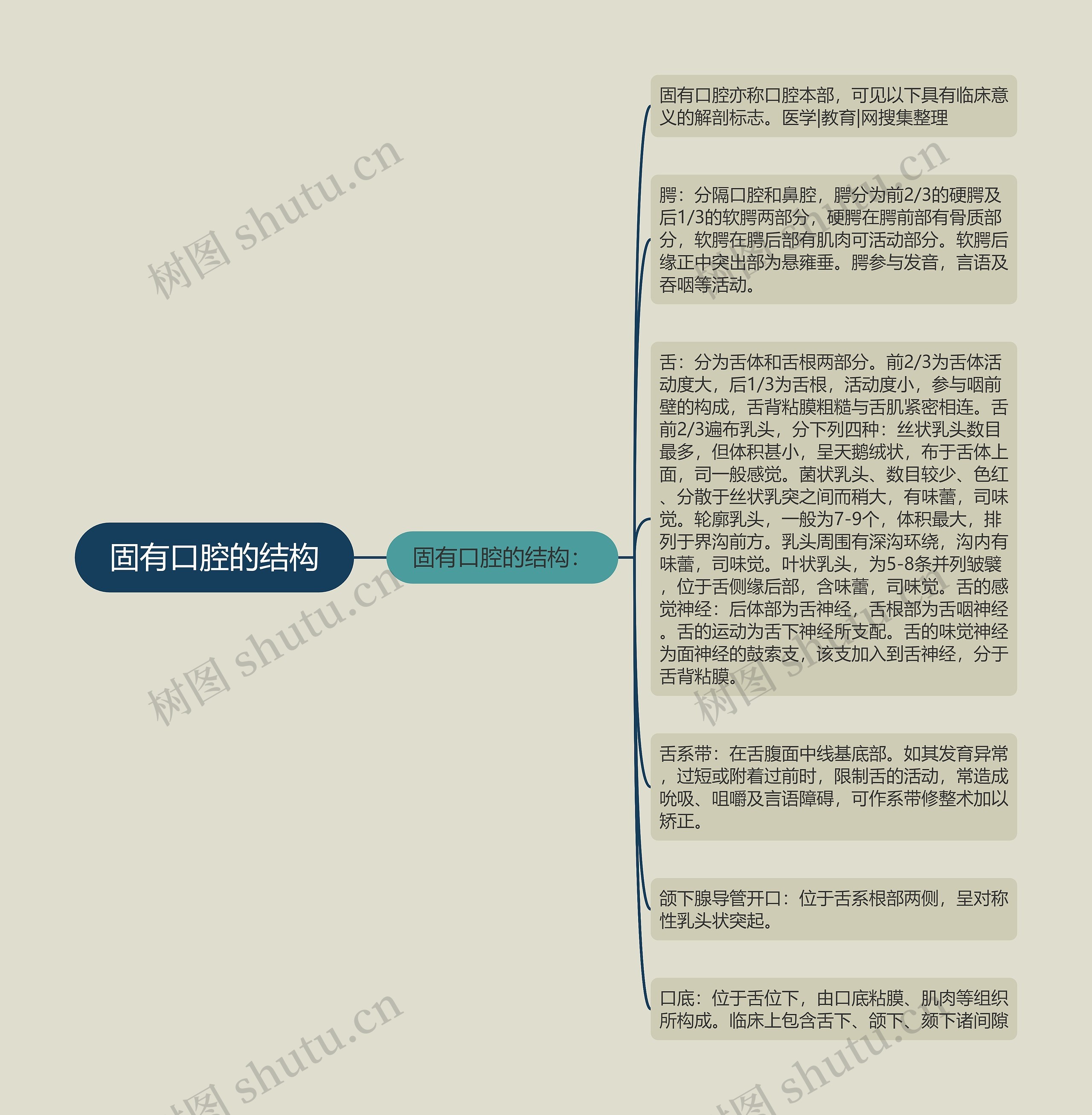固有口腔的结构 固有口腔的结构
