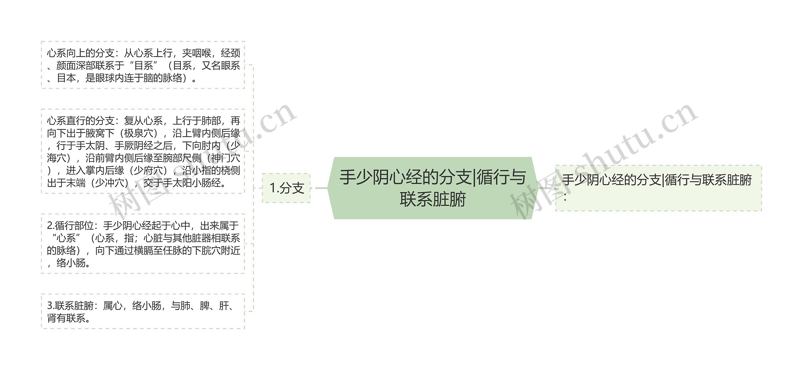 手少阴心经的分支|循行与联系脏腑