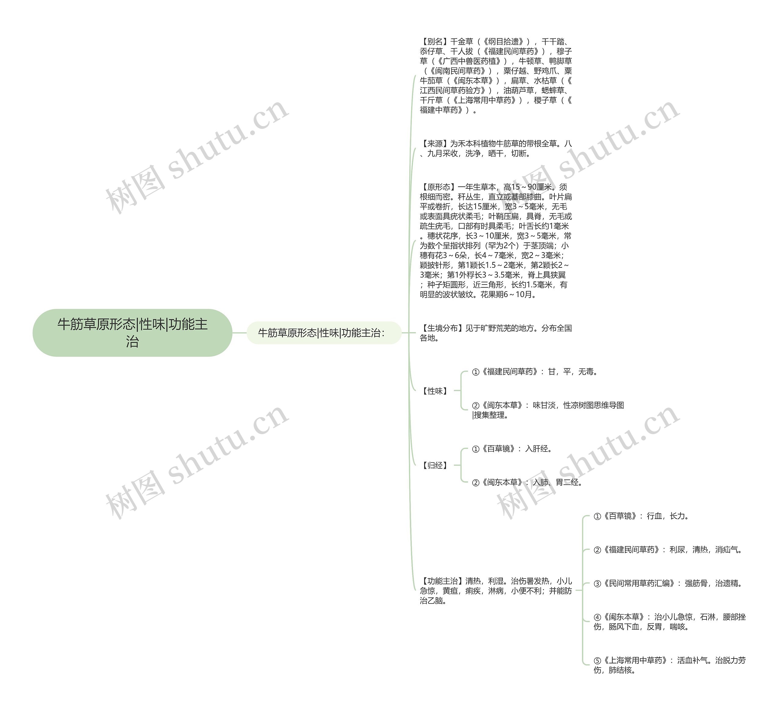 牛筋草原形态|性味|功能主治思维导图