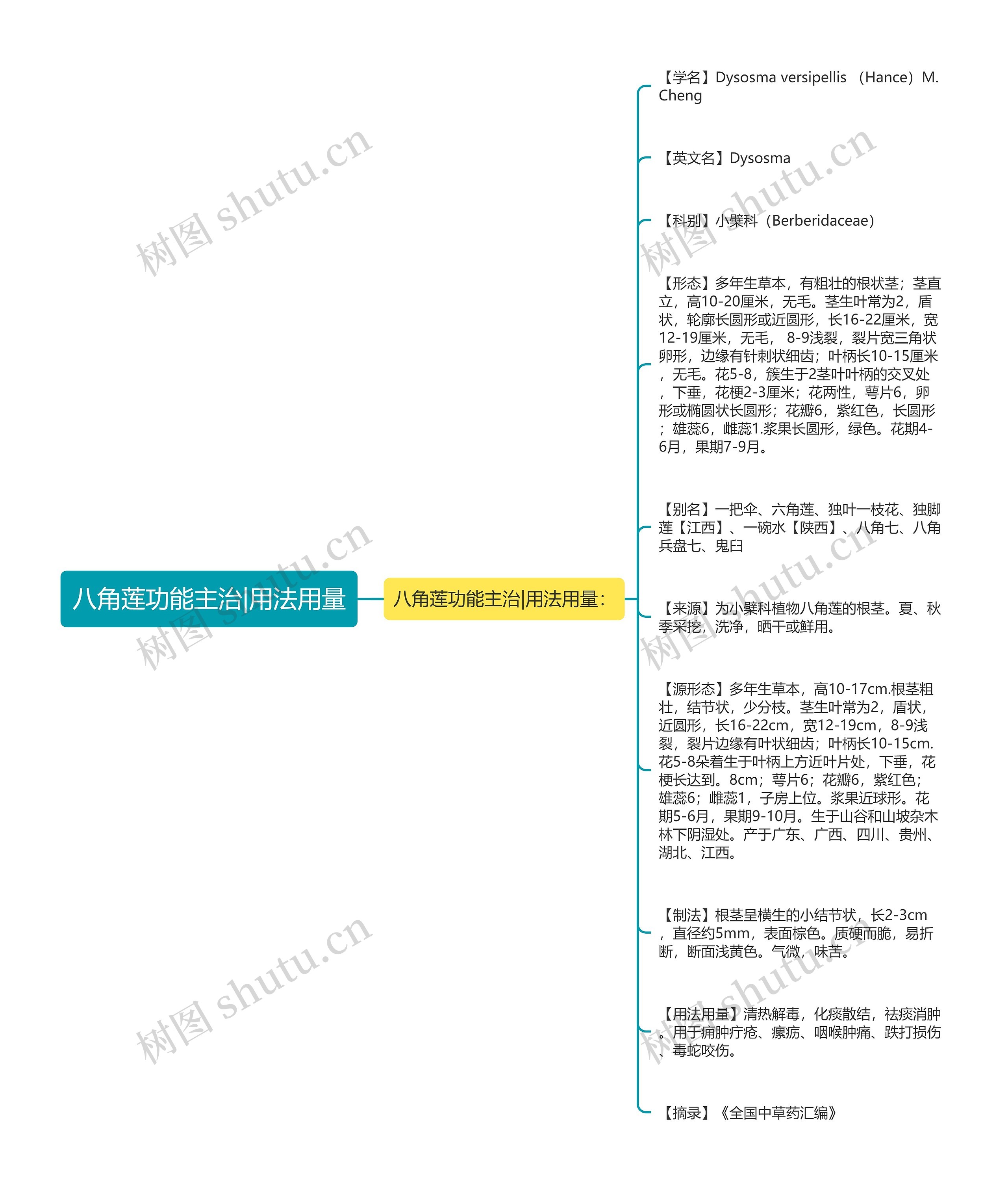 八角莲功能主治|用法用量思维导图