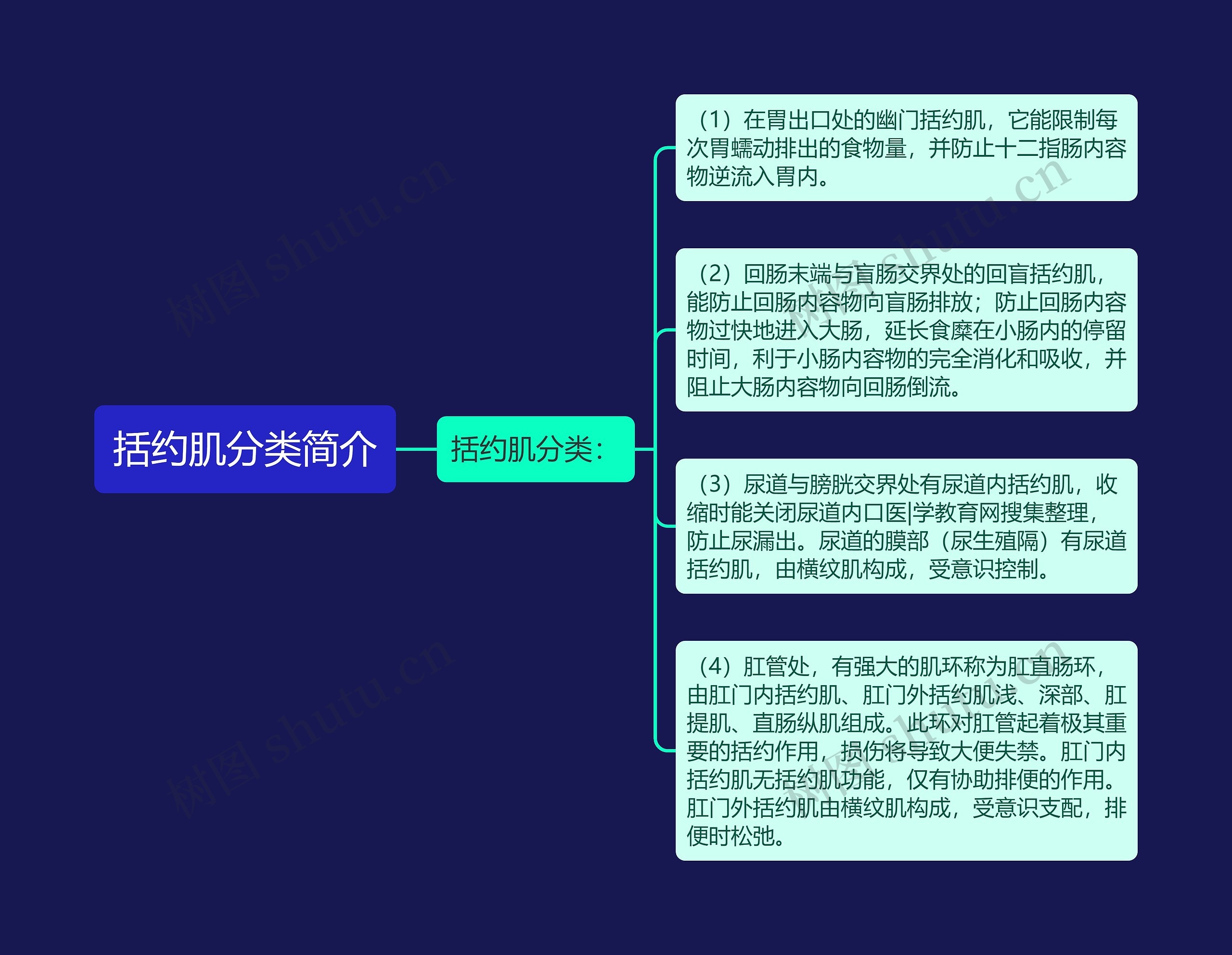 括约肌分类简介思维导图