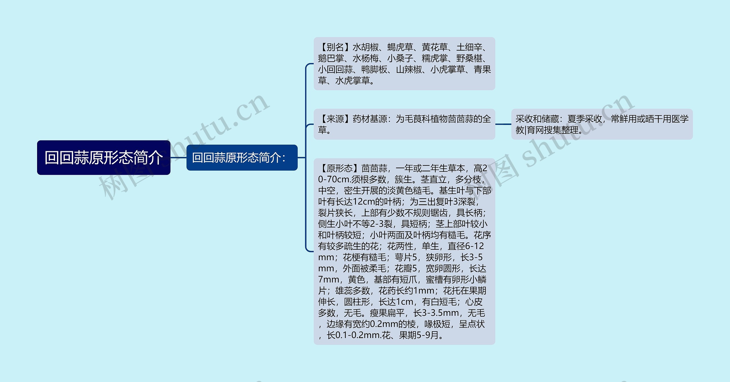 回回蒜原形态简介思维导图