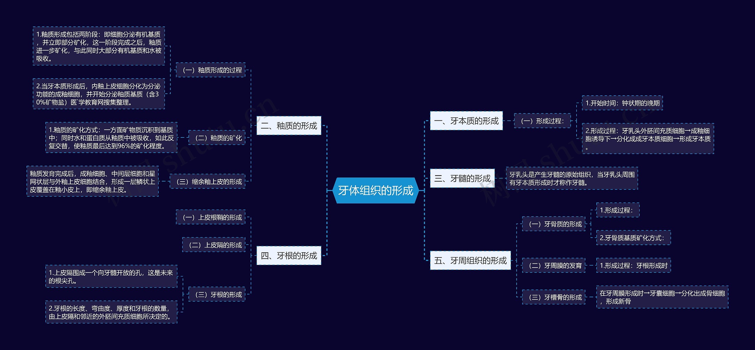 牙体组织的形成思维导图