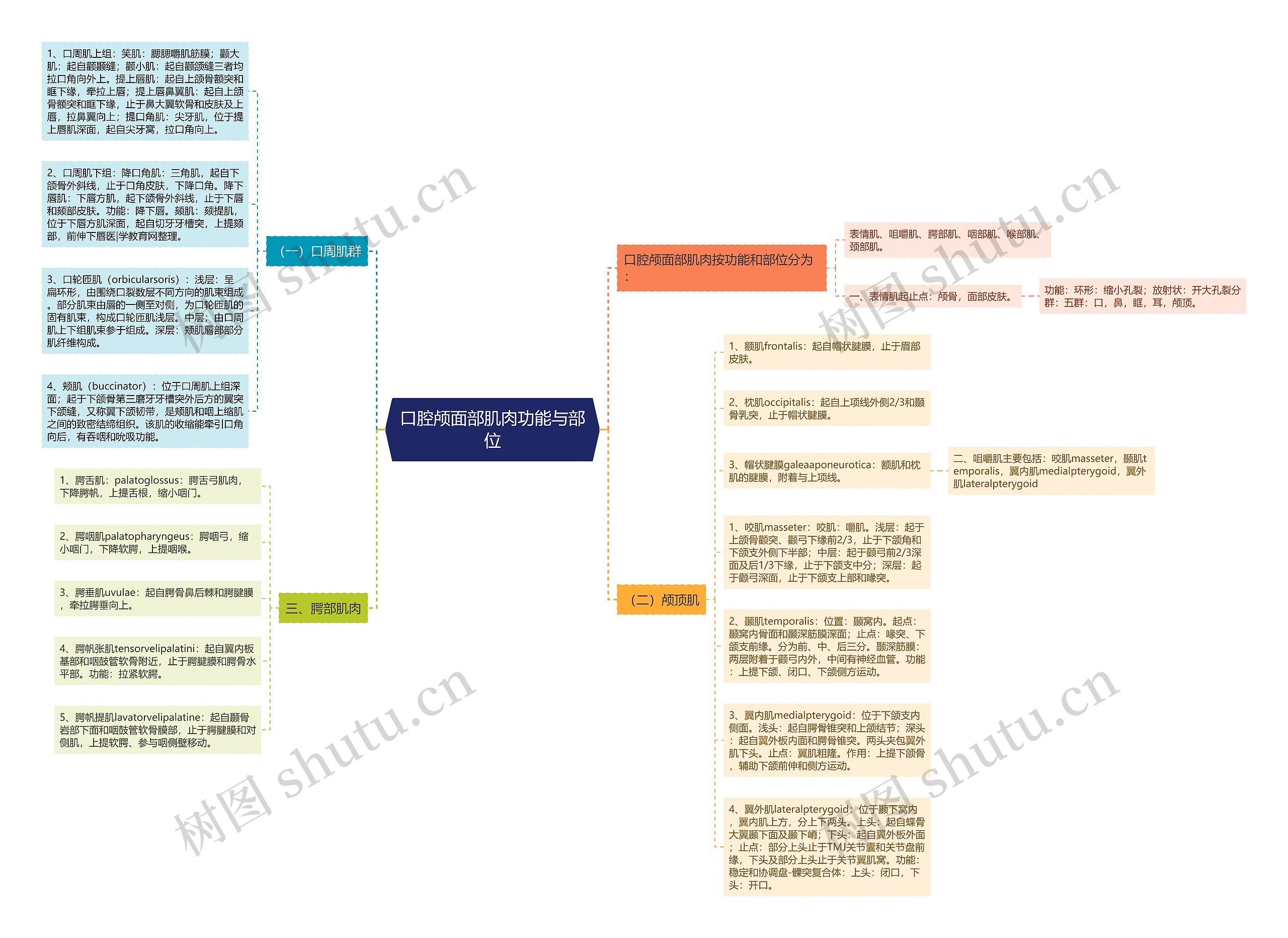口腔颅面部肌肉功能与部位思维导图