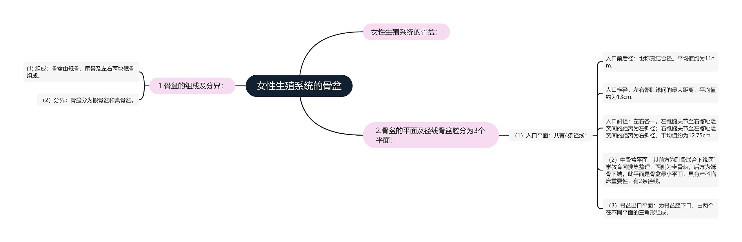 女性生殖系统的骨盆