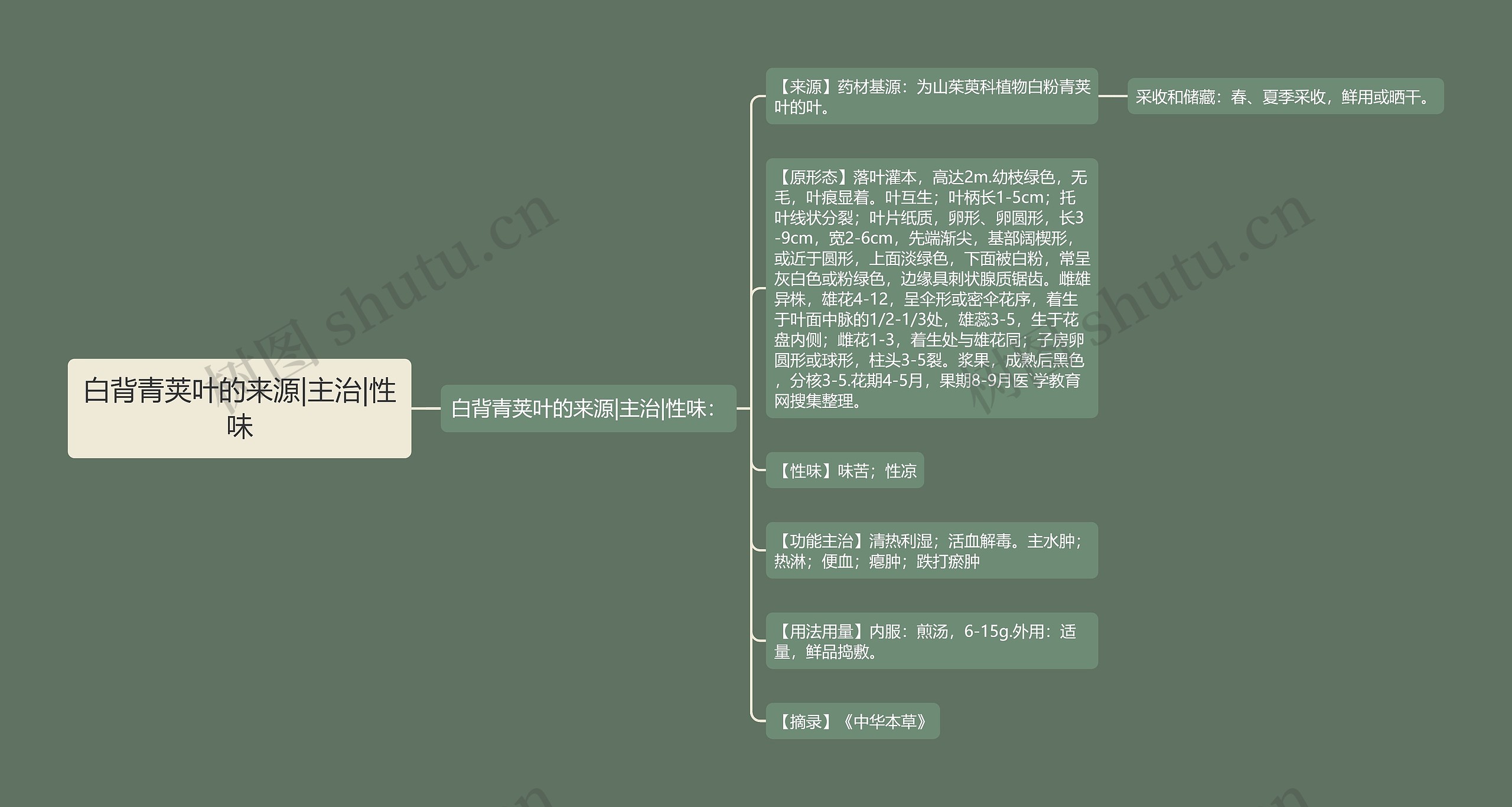 白背青荚叶的来源|主治|性味思维导图