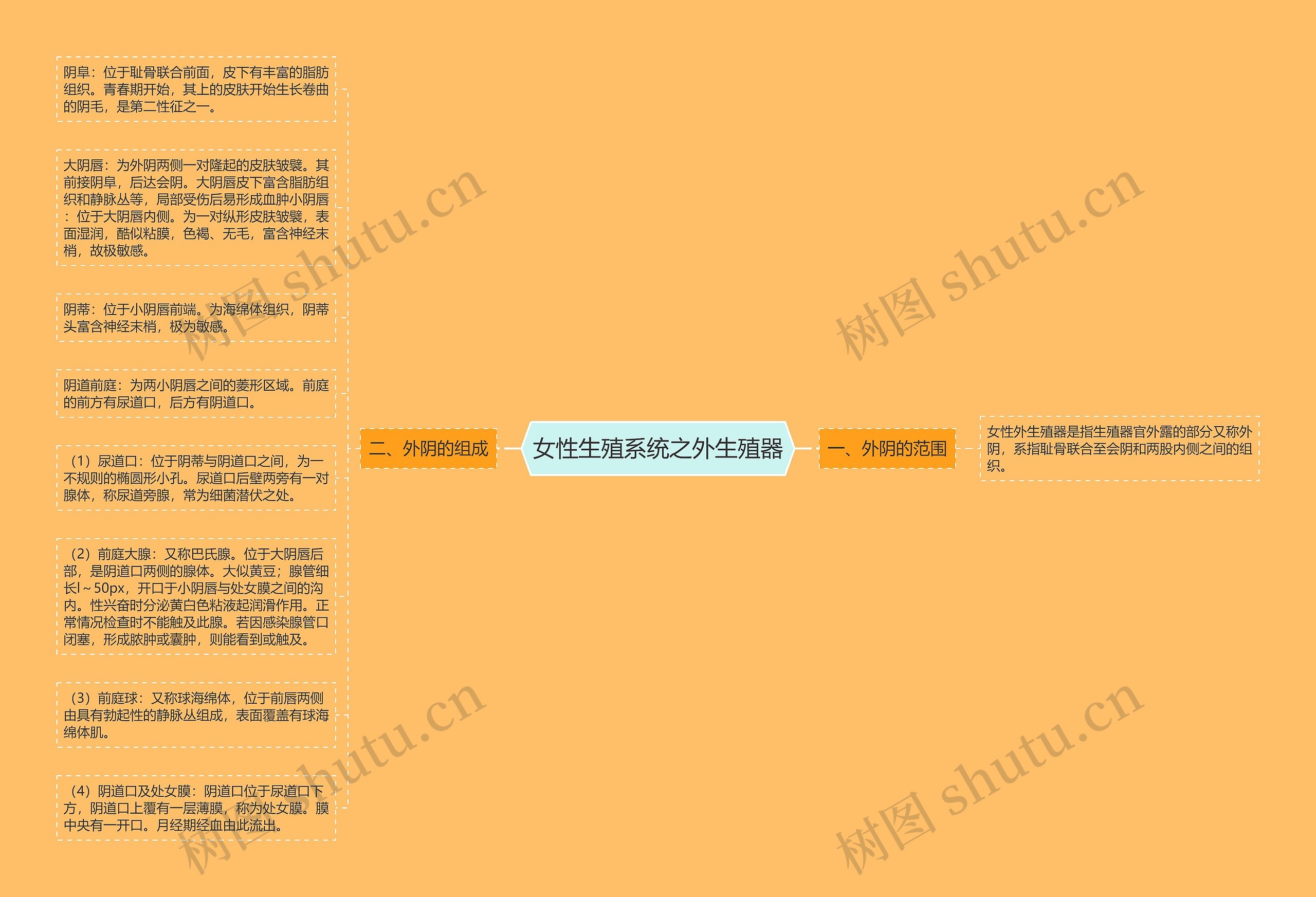 女性生殖系统之外生殖器 女性生殖系统之外生殖器