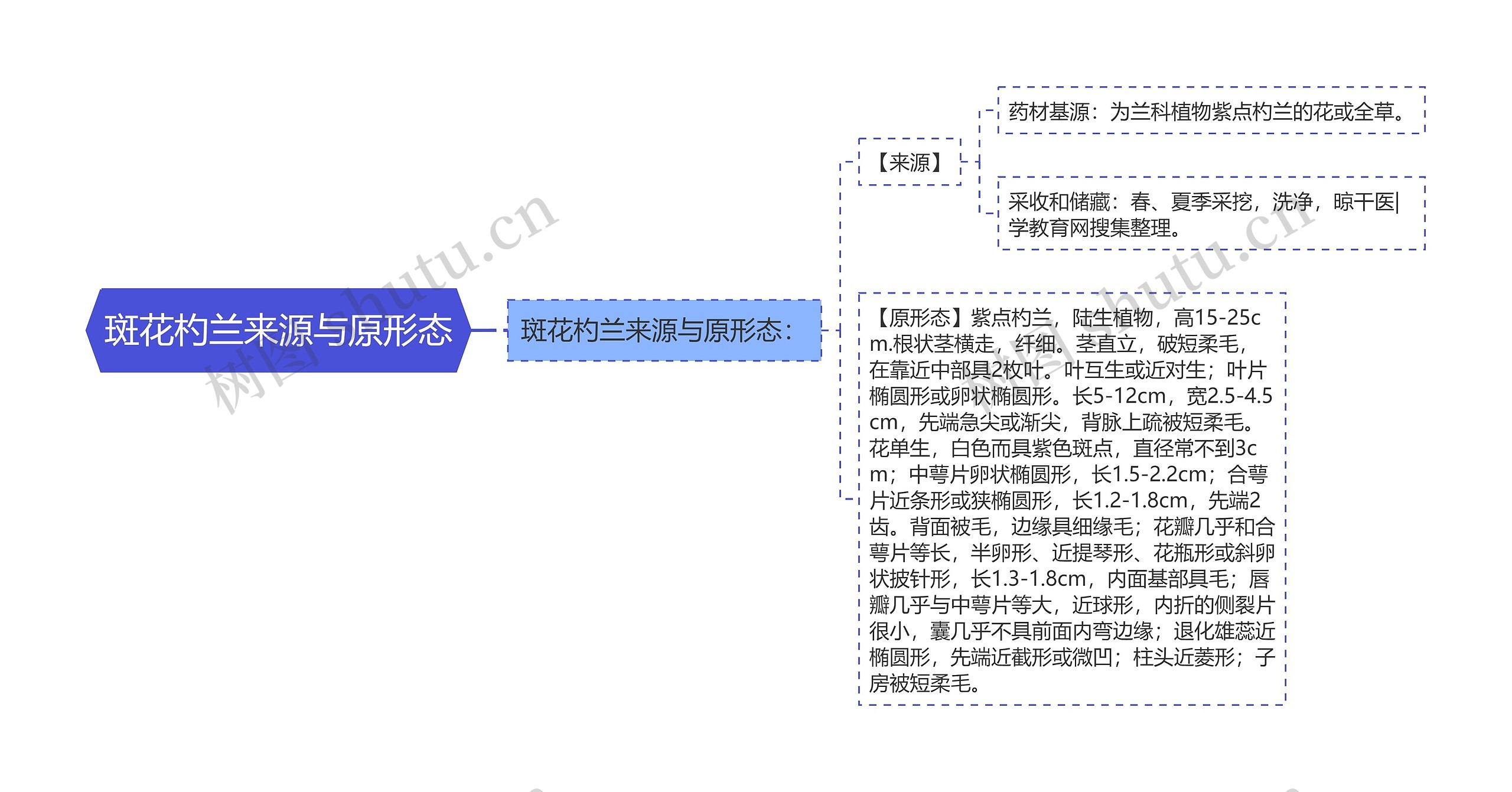 斑花杓兰来源与原形态思维导图