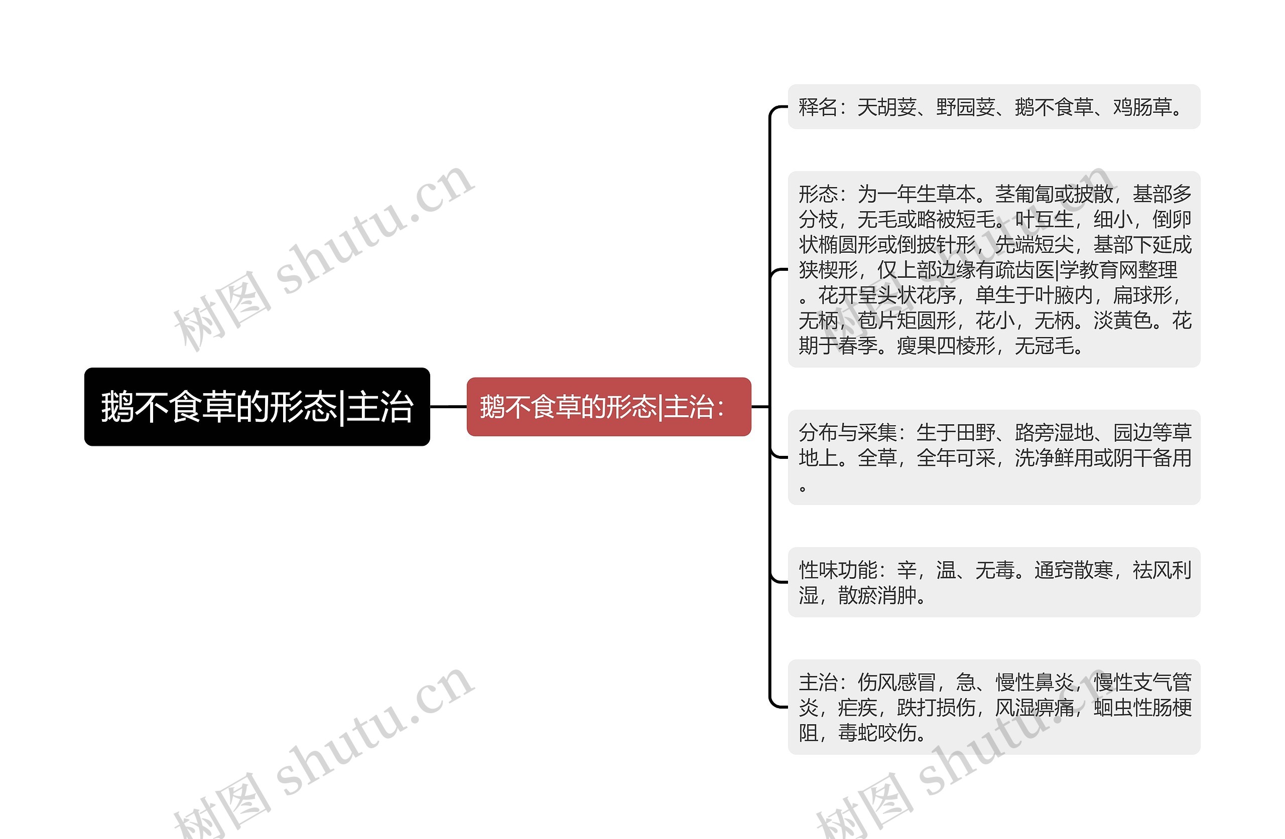 鹅不食草的形态|主治思维导图