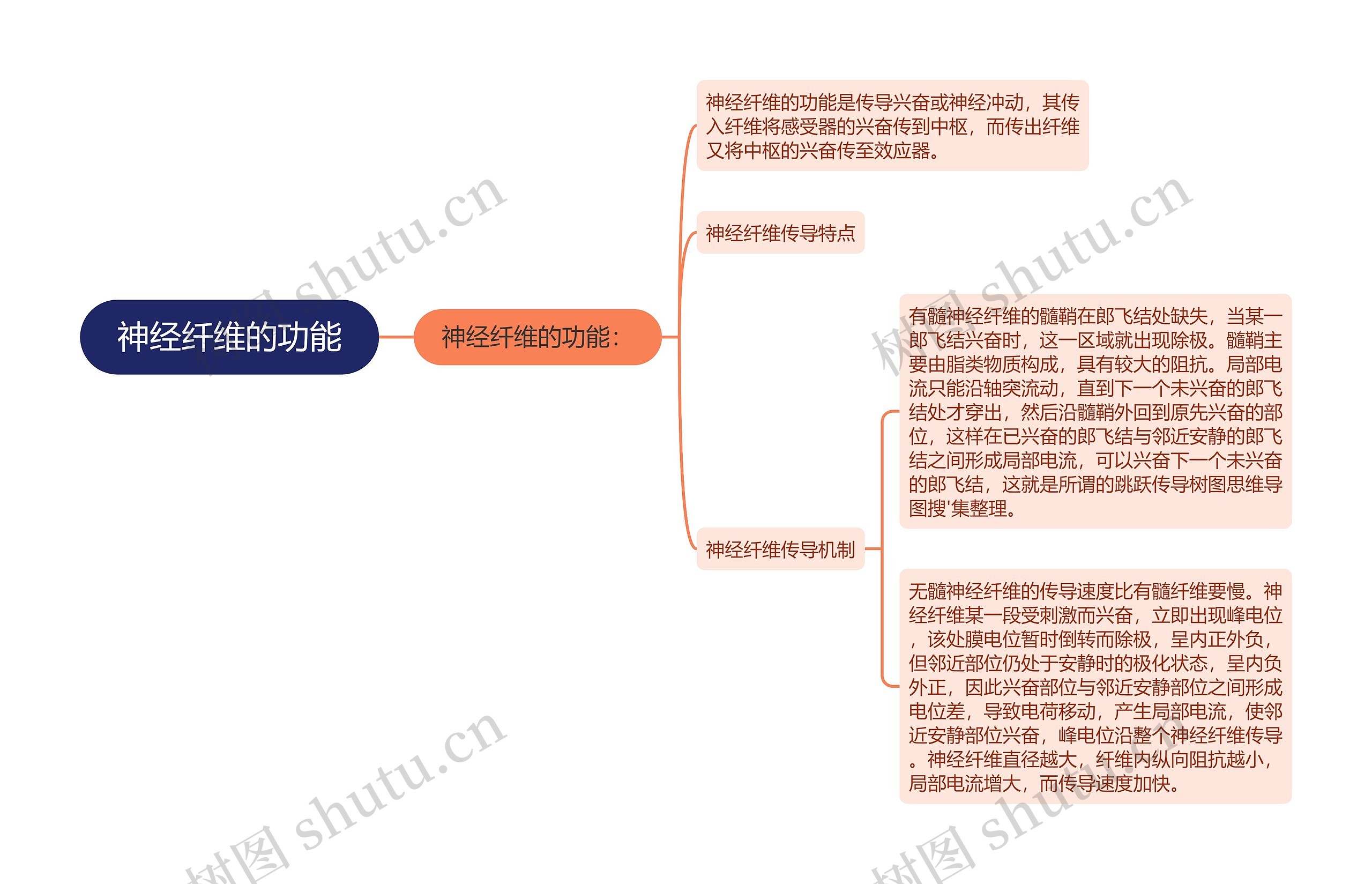 神经纤维的功能思维导图