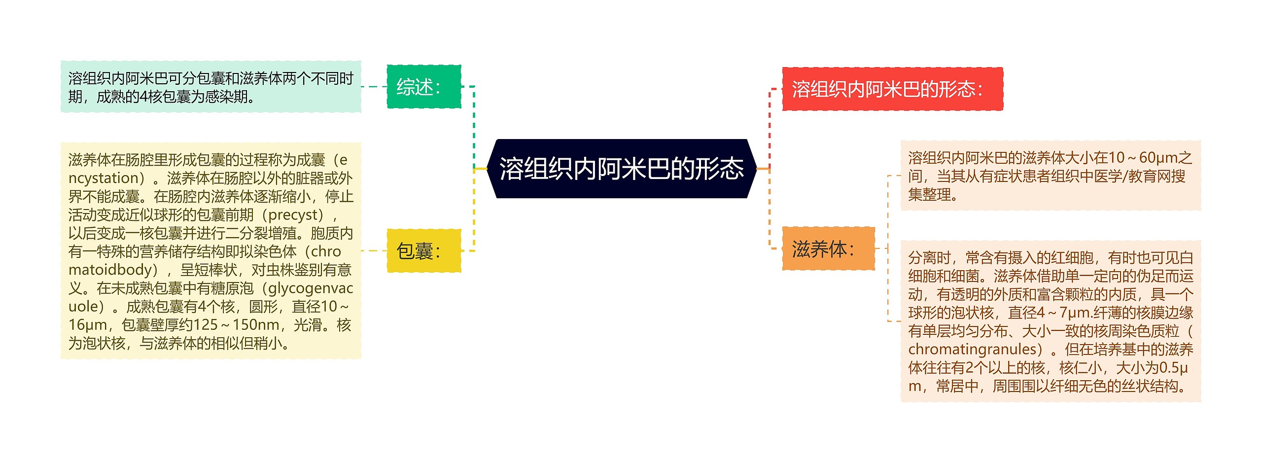 溶组织内阿米巴的形态思维导图