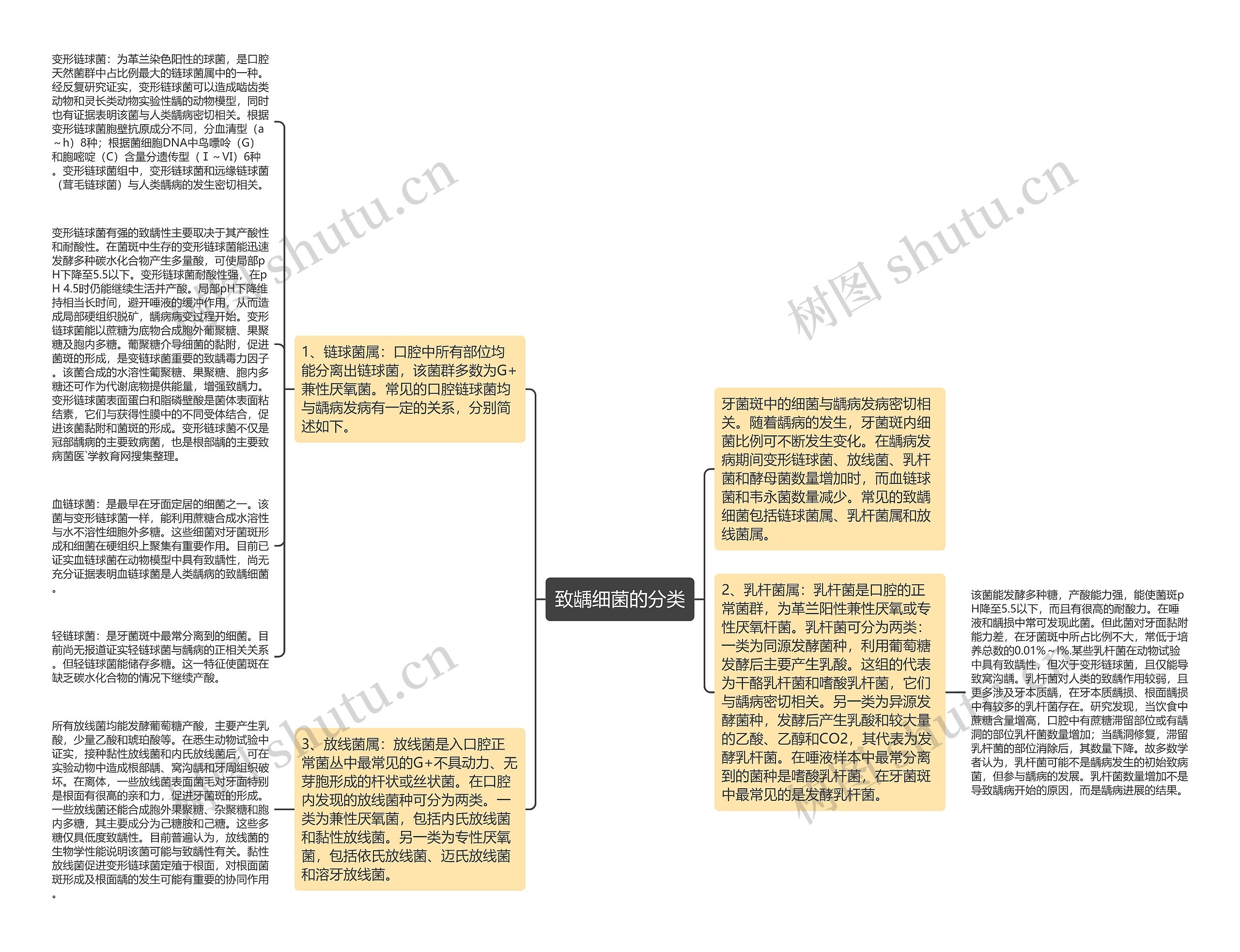 致龋细菌的分类