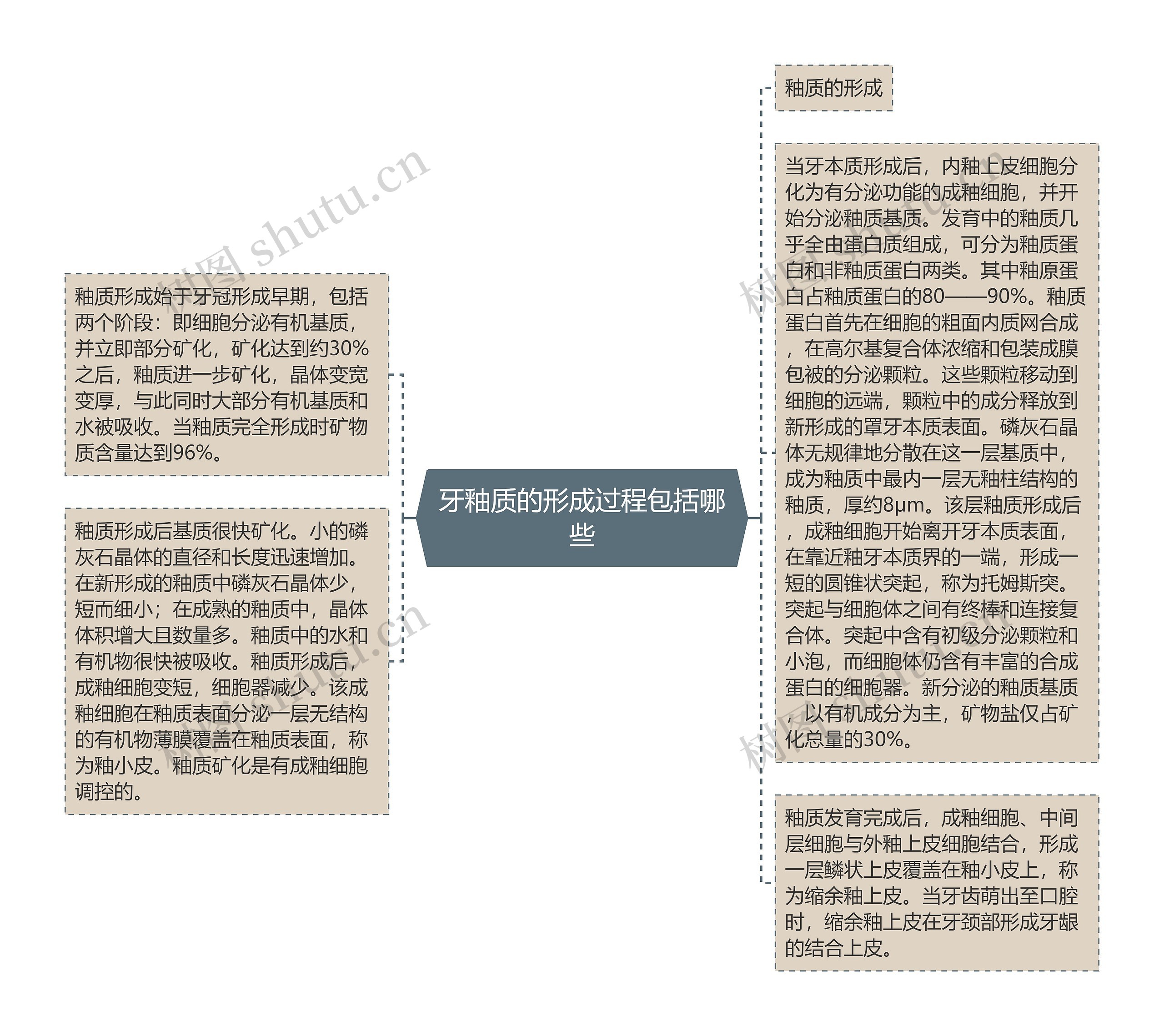 牙釉质的形成过程包括哪些思维导图