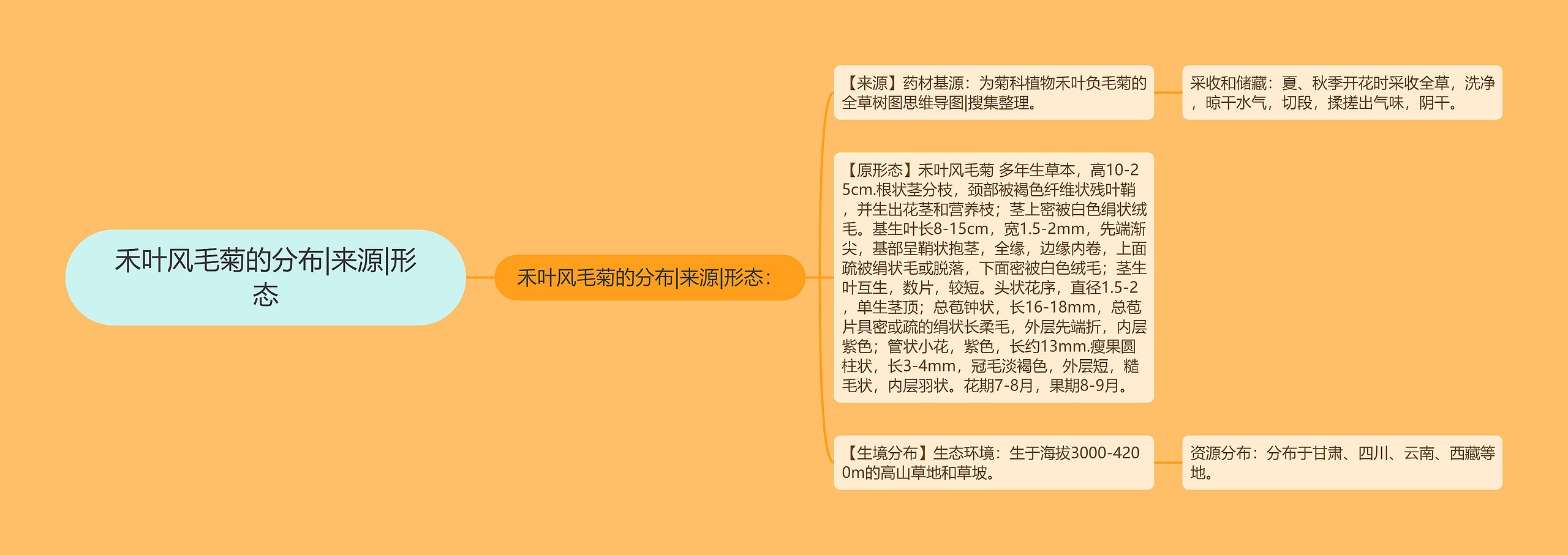 禾叶风毛菊的分布|来源|形态思维导图