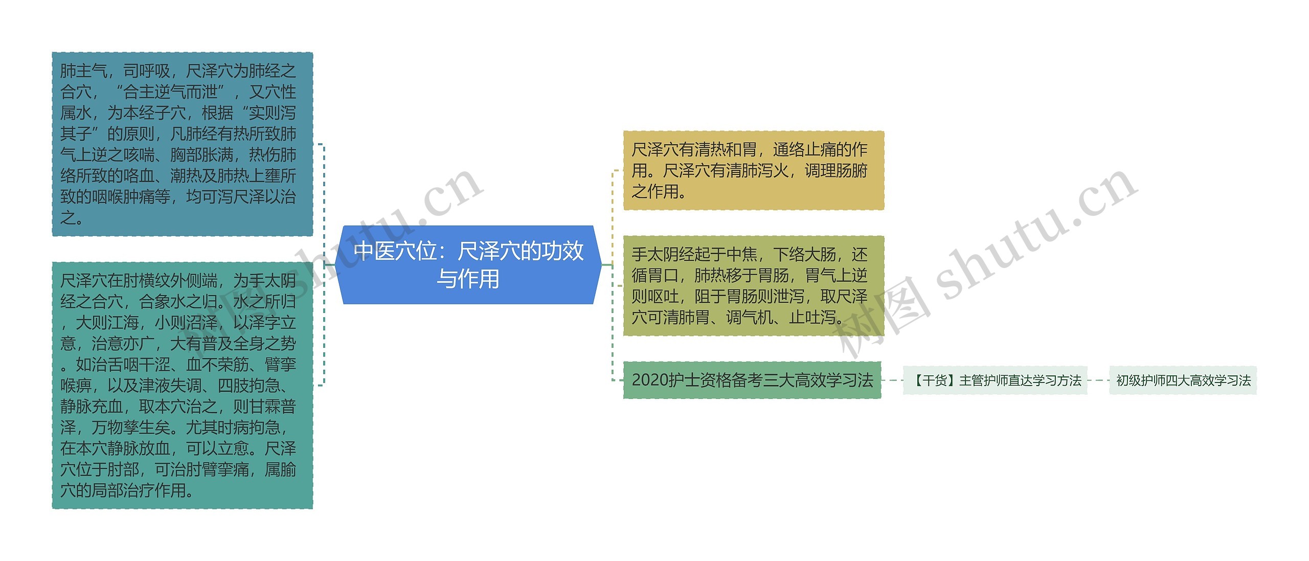 中医穴位：尺泽穴的功效与作用