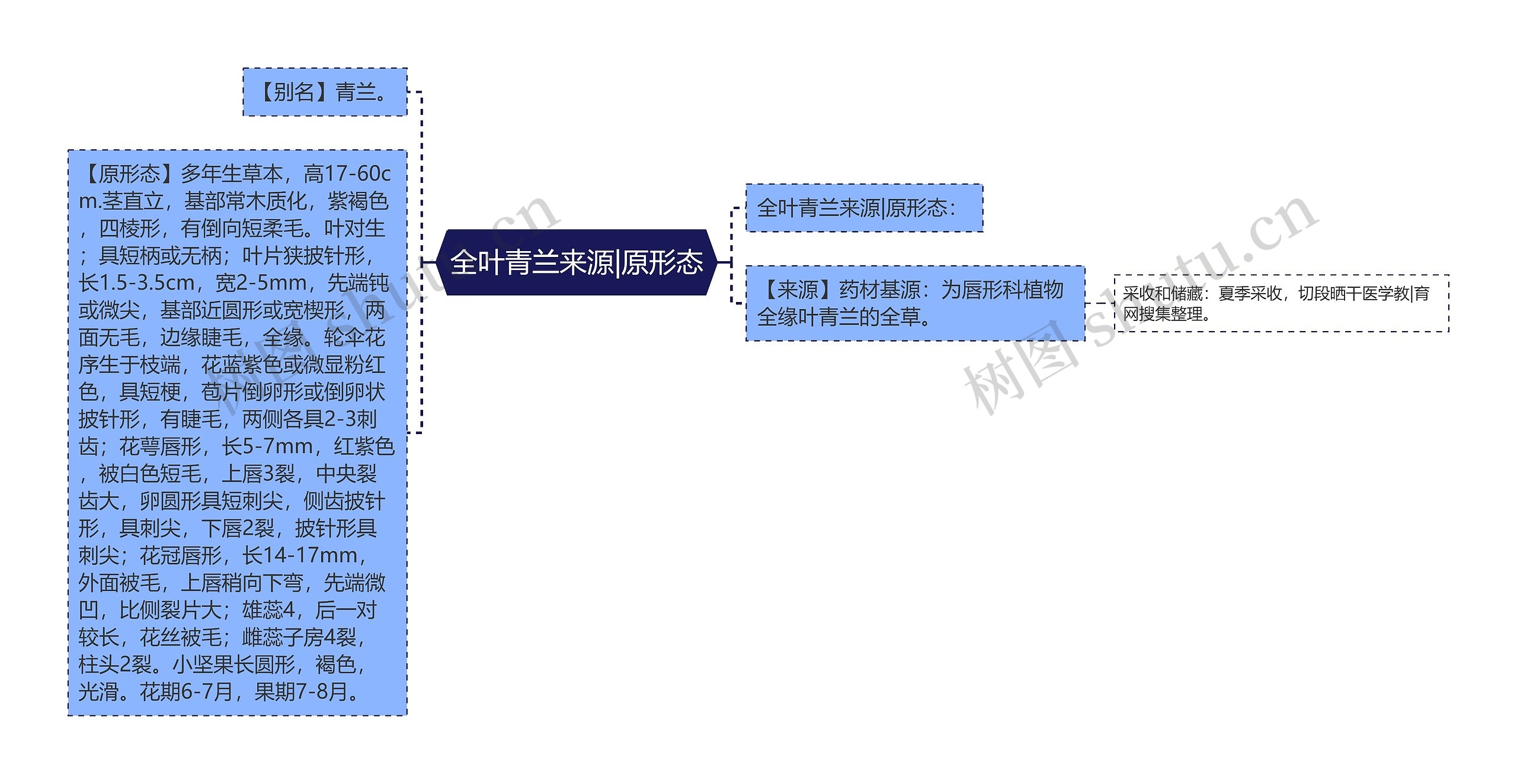 全叶青兰来源|原形态