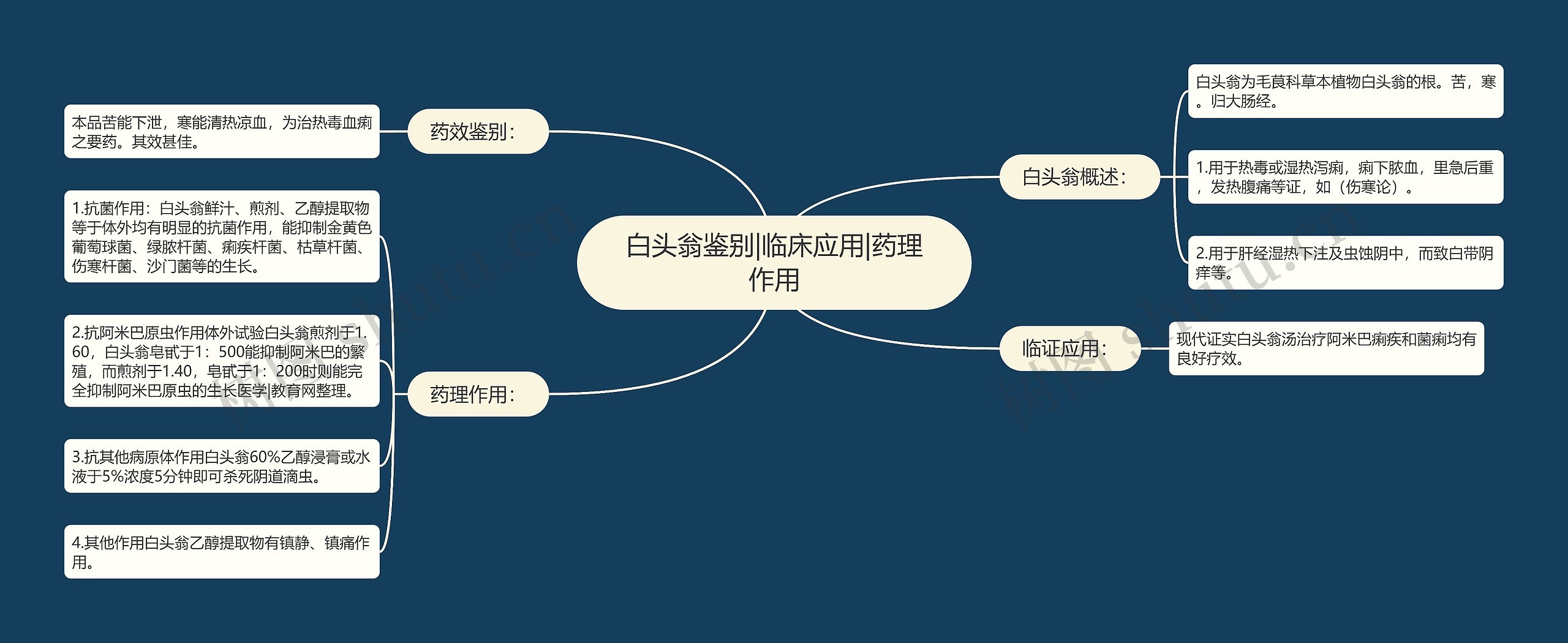 白头翁鉴别|临床应用|药理作用思维导图