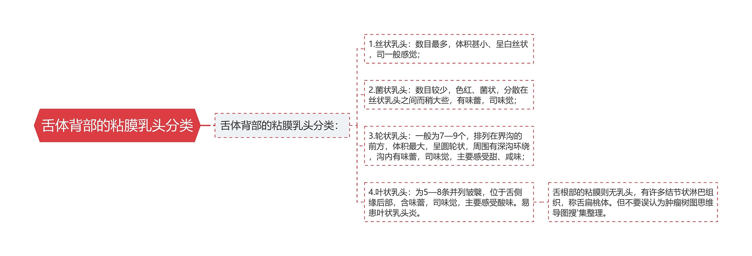 舌体背部的粘膜乳头分类