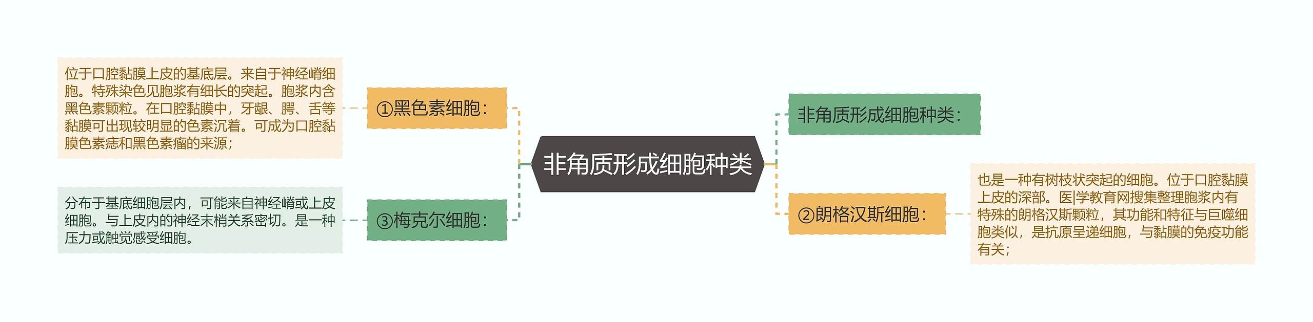 非角质形成细胞种类思维导图