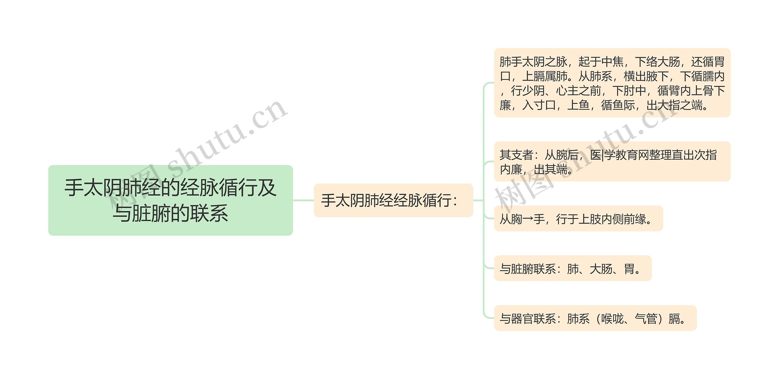 手太阴肺经的经脉循行及与脏腑的联系