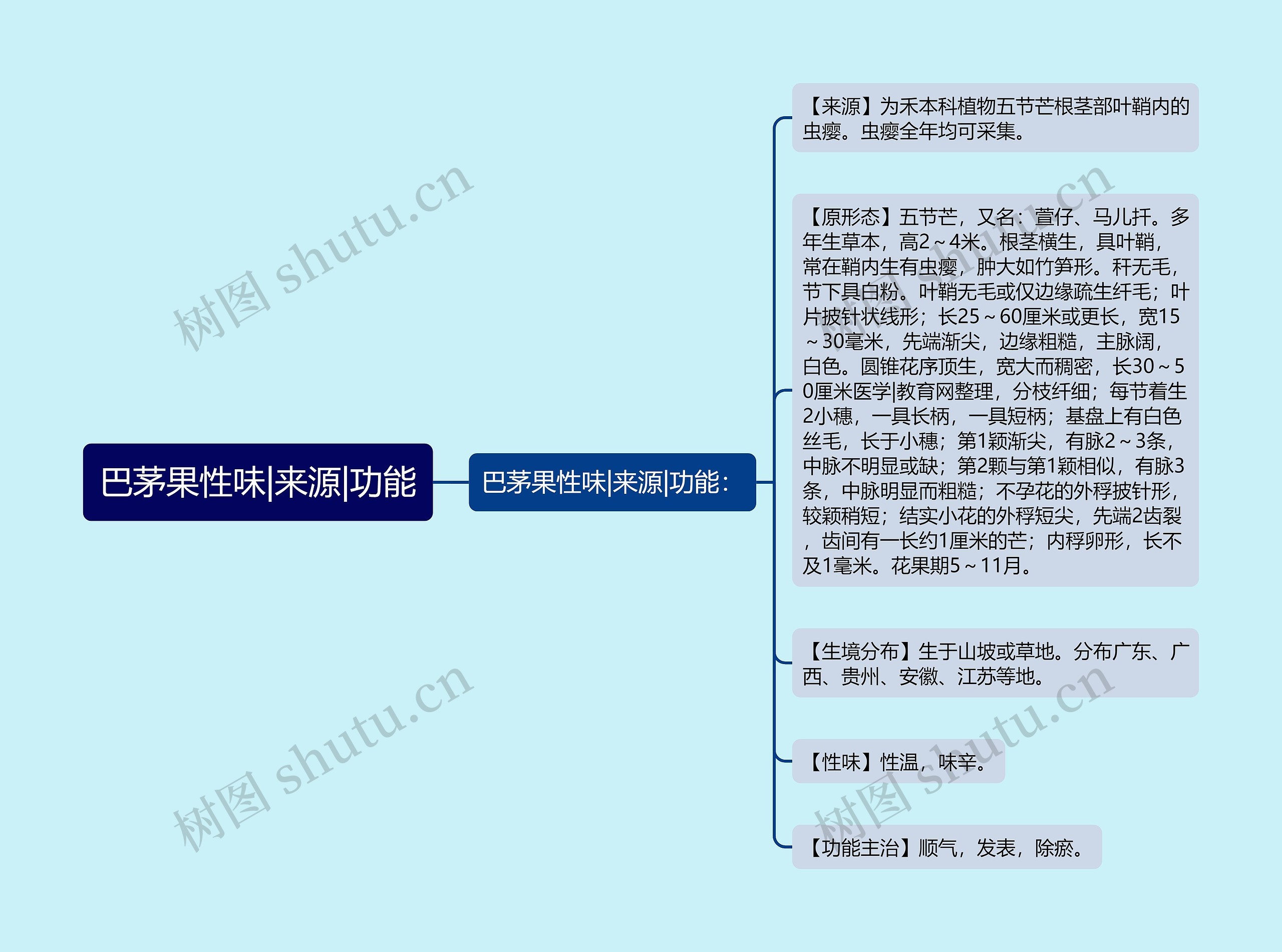 巴茅果性味|来源|功能思维导图