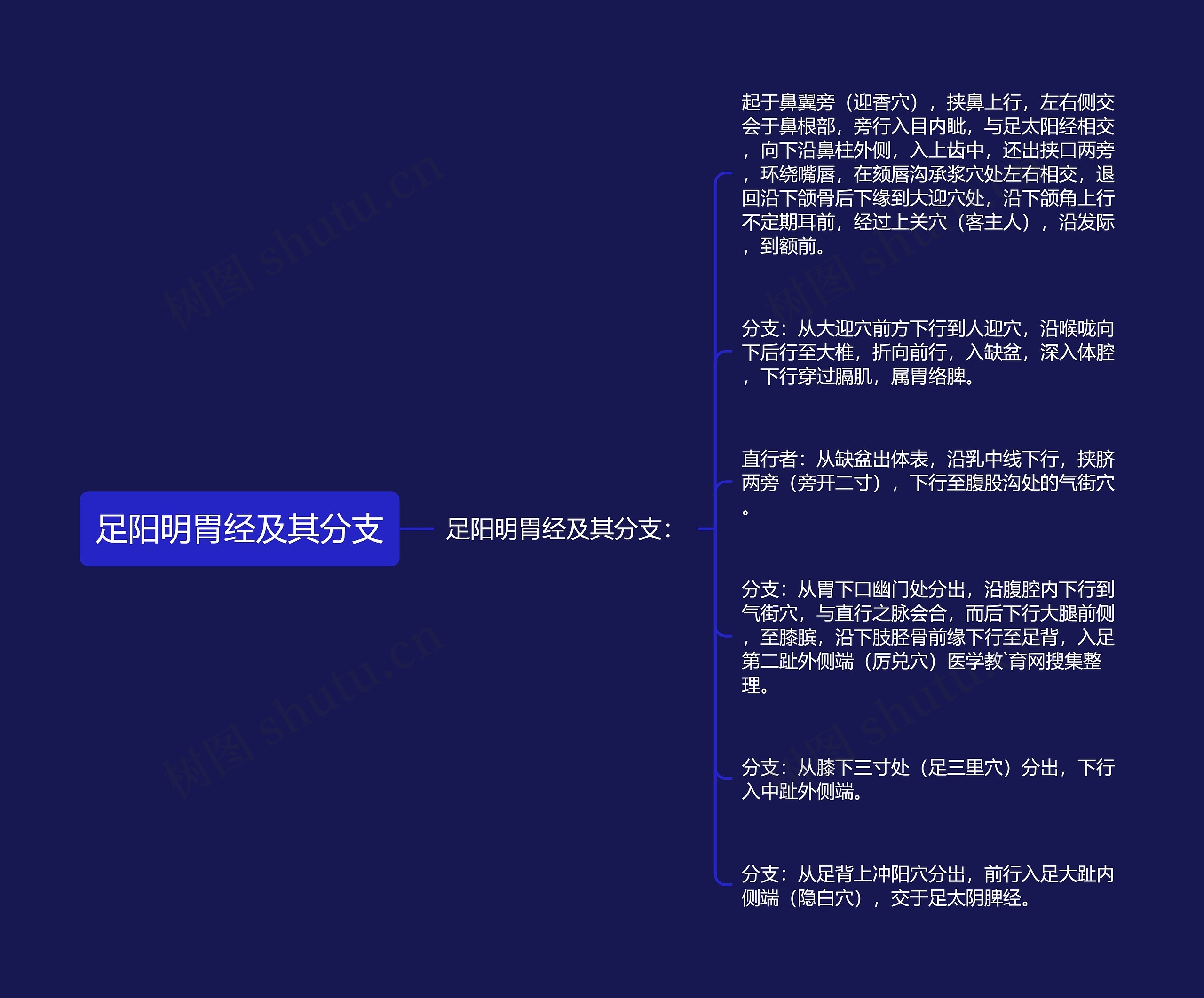 足阳明胃经及其分支