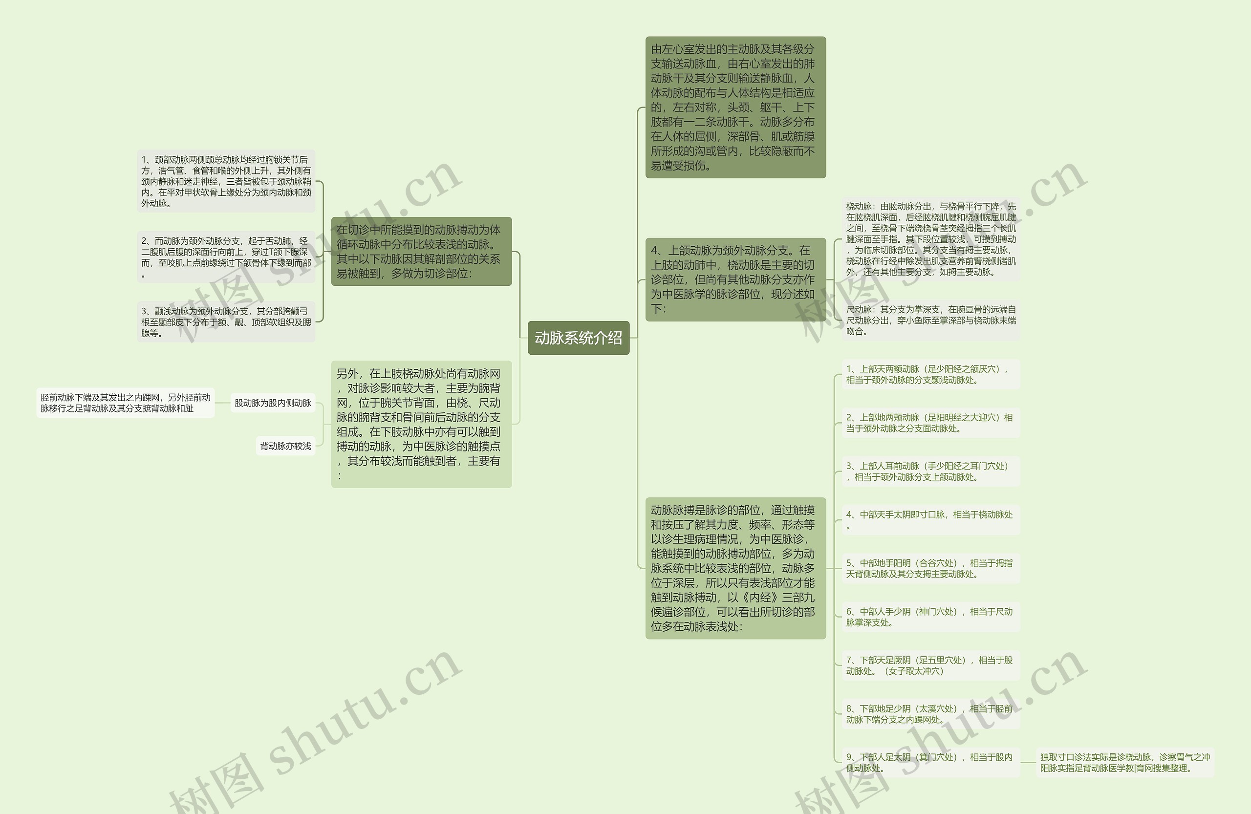 动脉系统介绍思维导图