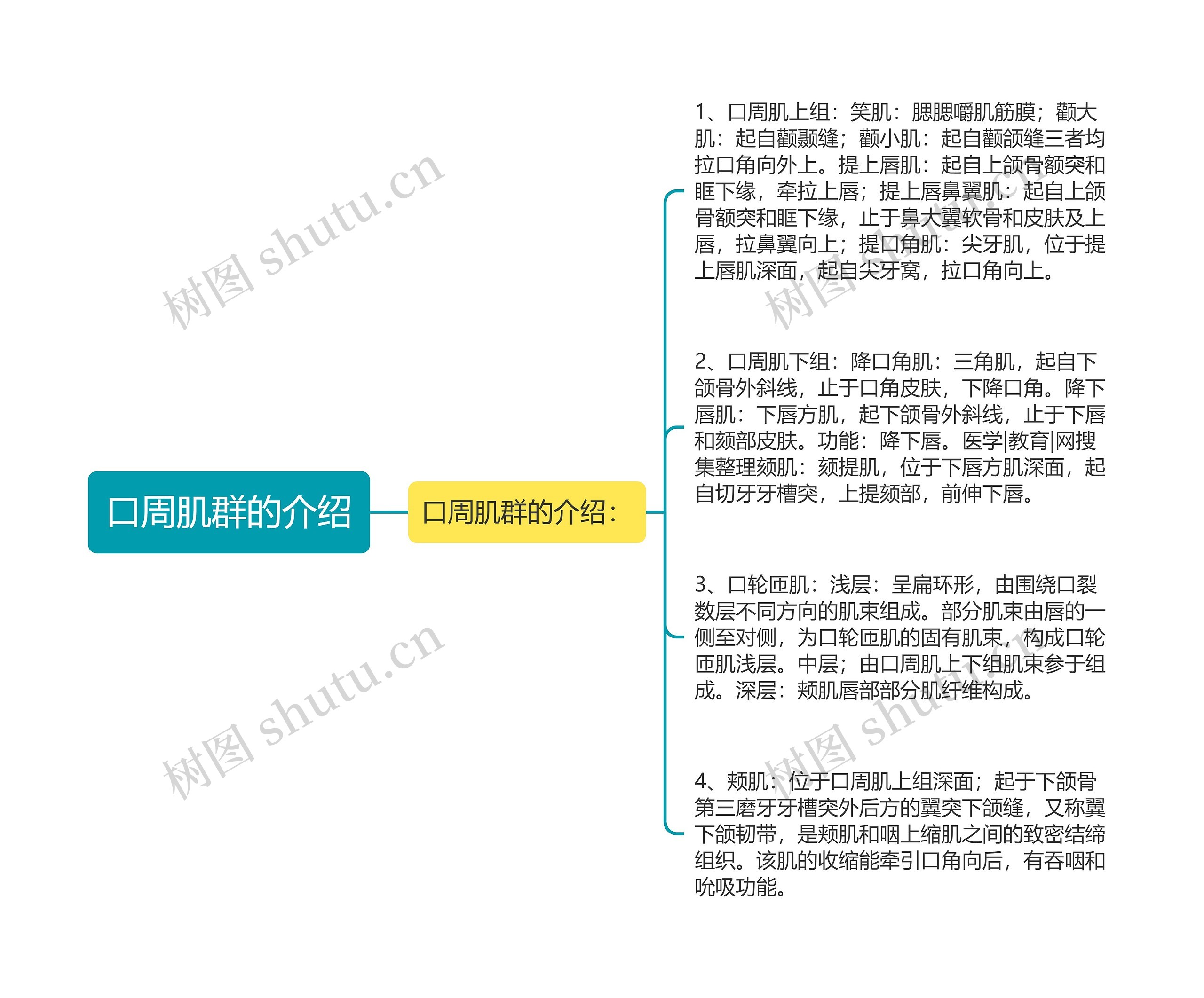 口周肌群的介绍