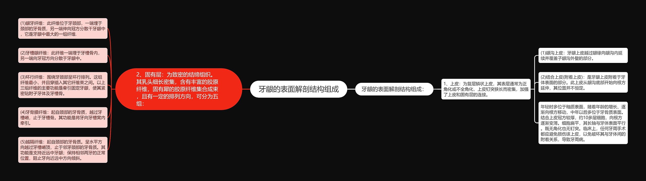 牙龈的表面解剖结构组成 牙龈的表面解剖结构组成