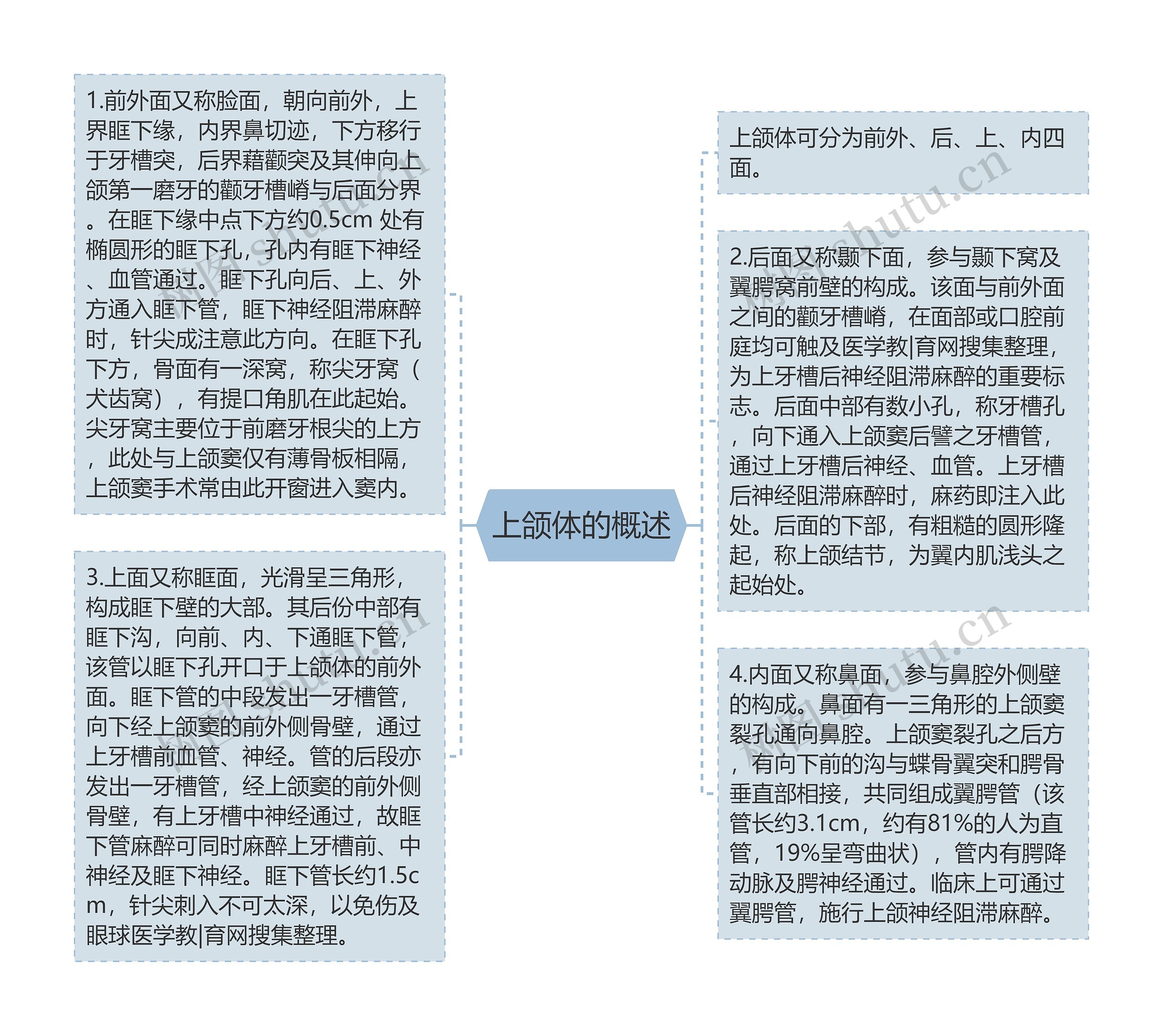 上颌体的概述思维导图