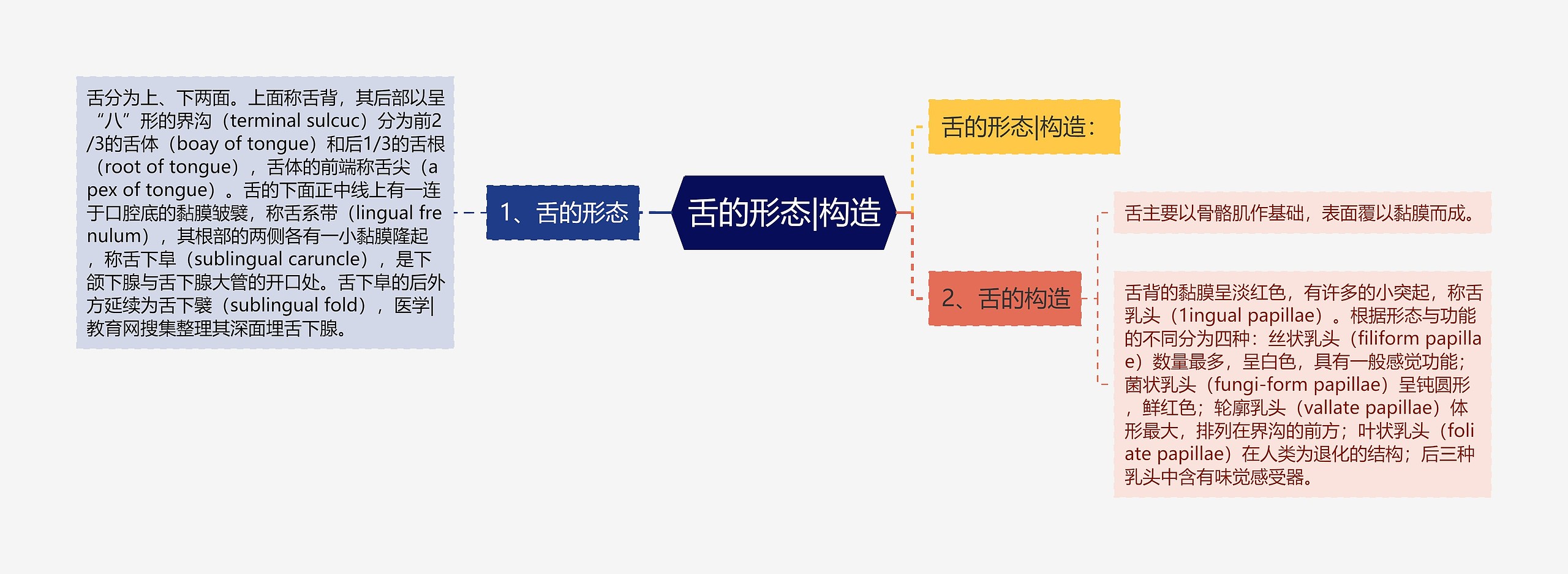 舌的形态|构造 舌的形态|构造