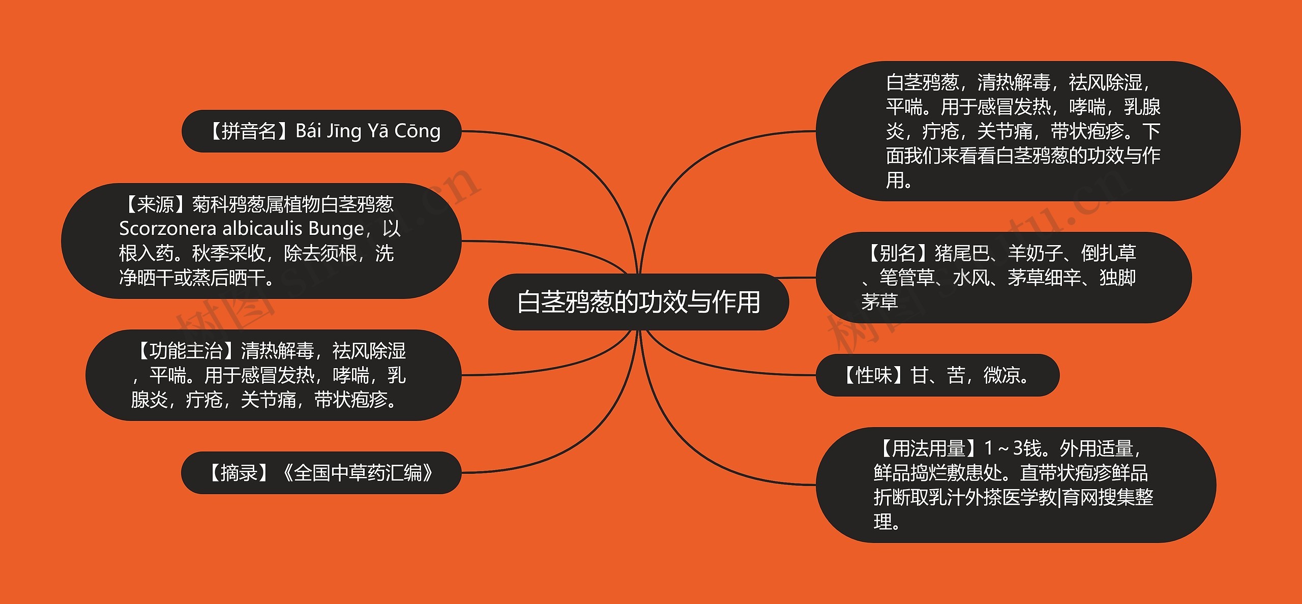 白茎鸦葱的功效与作用思维导图