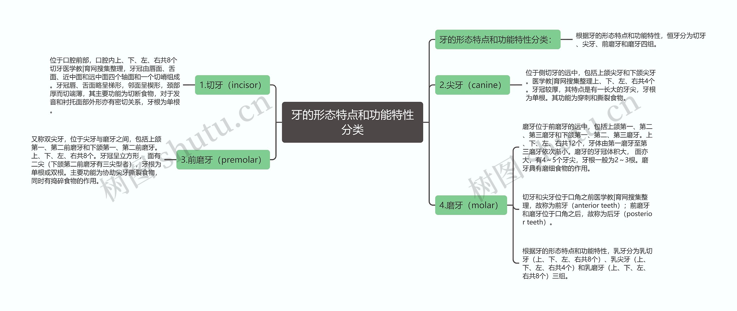 牙的形态特点和功能特性分类