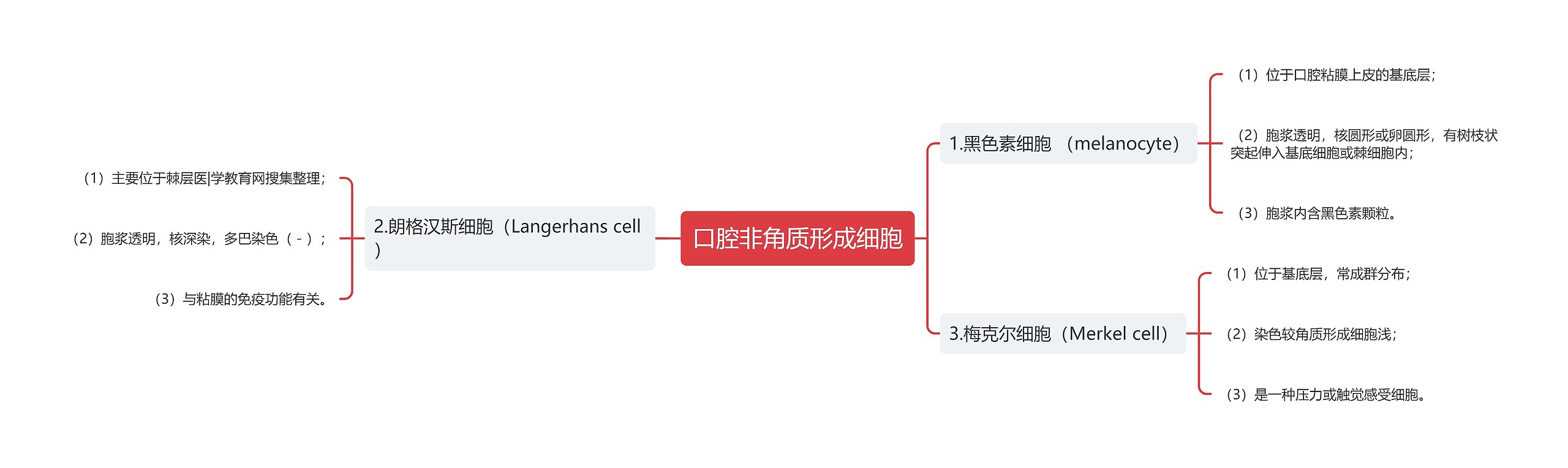 口腔非角质形成细胞