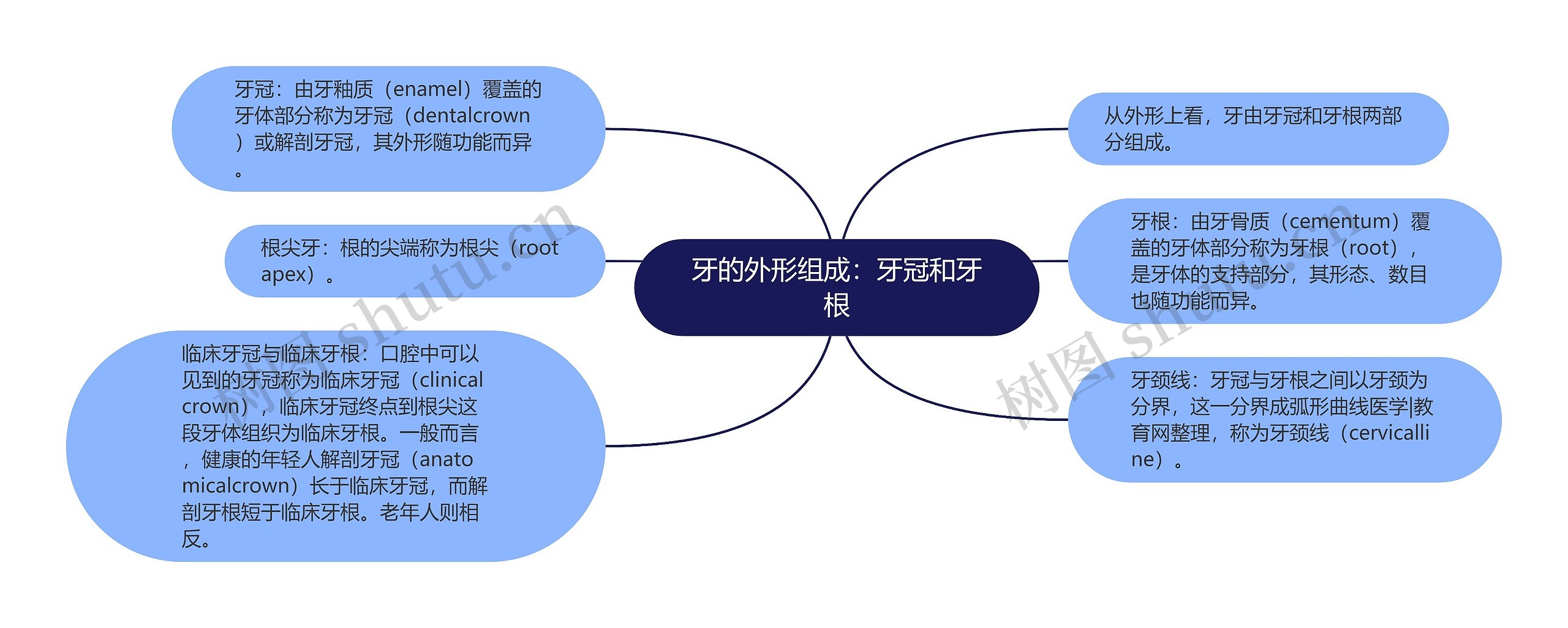 牙的外形组成：牙冠和牙根思维导图