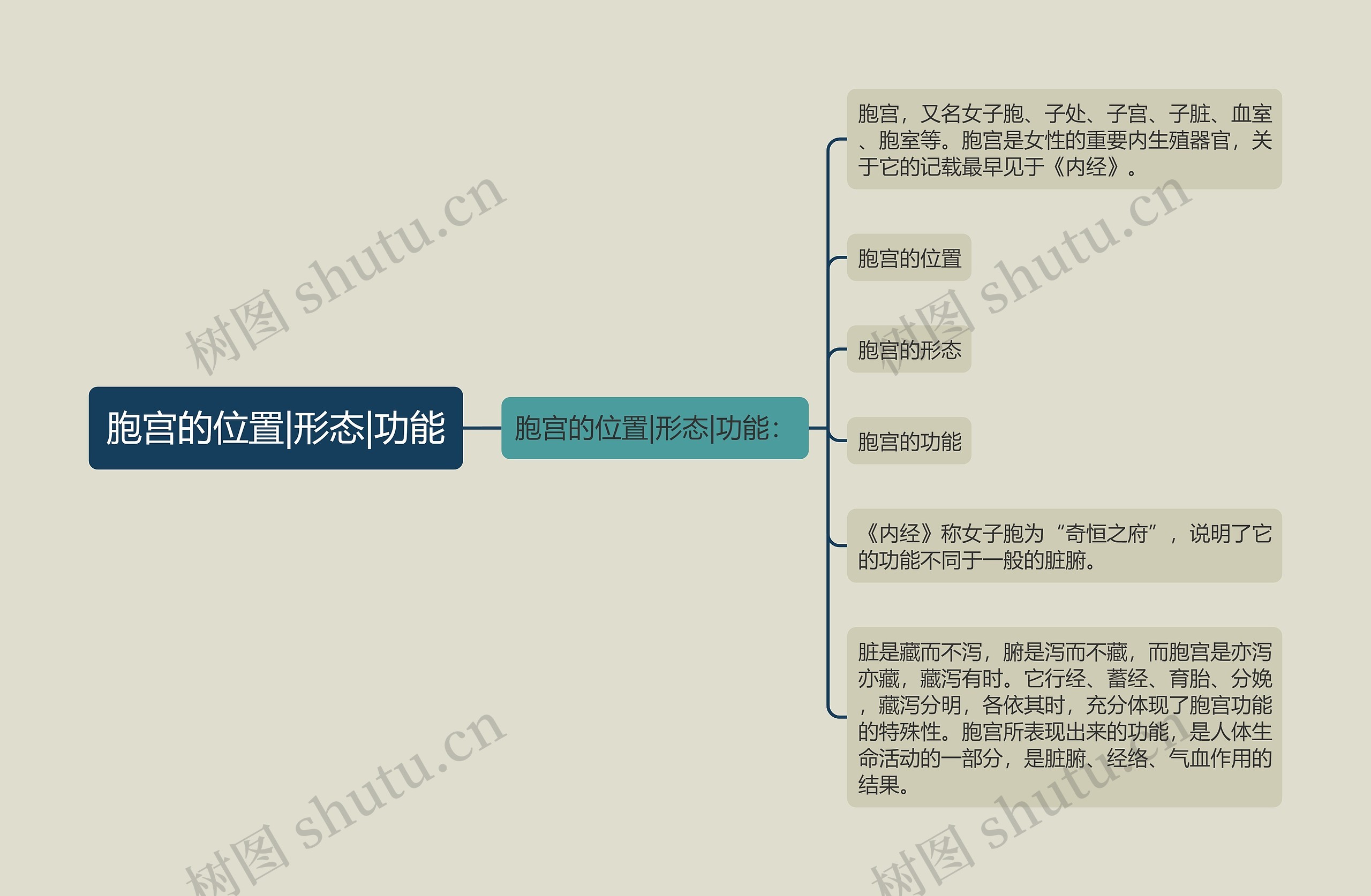 胞宫的位置|形态|功能