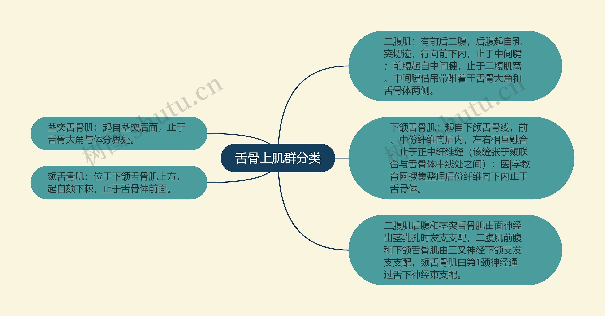 舌骨上肌群分类思维导图