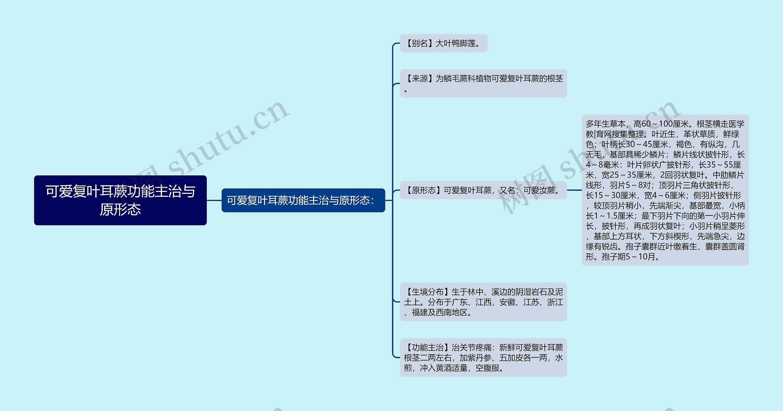 可爱复叶耳蕨功能主治与原形态